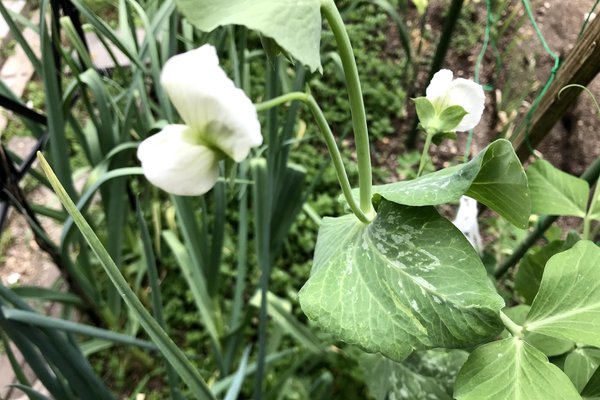 エンドウ豆の白い花 の新着タグ記事一覧 Note つくる つながる とどける エンドウ豆の白い花 の新着タグ記事一覧 Note つくる つながる とどける