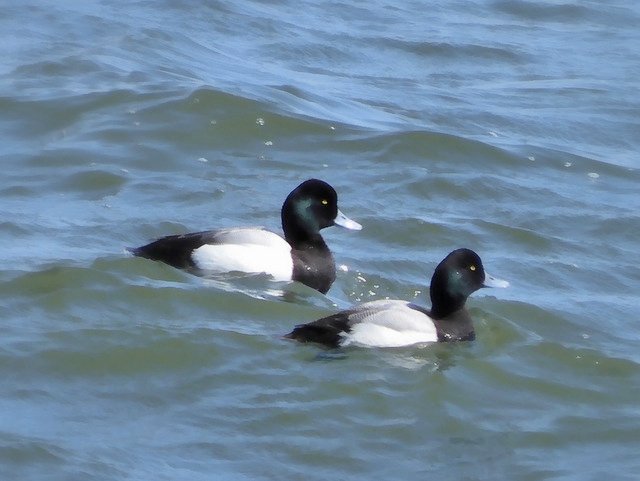 海辺の鳥たち Waiwai Note