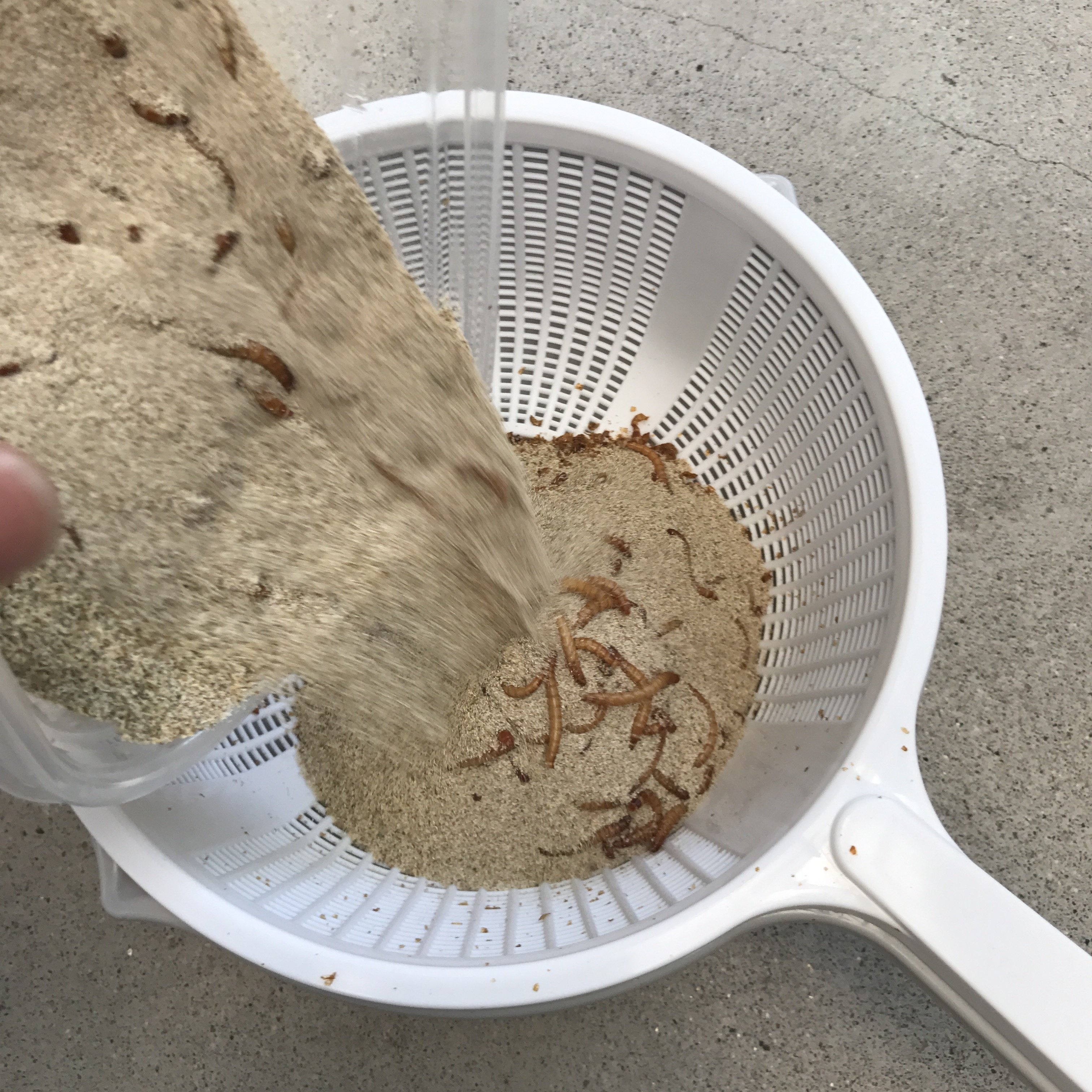 ミルワーム飼育 4 3 Day159 小麦粉を床材に 自家製ミルワーム太郎 Note ミルワーム飼育 4 3 Day159 小麦粉を床材に 自家製ミルワーム太郎 Note