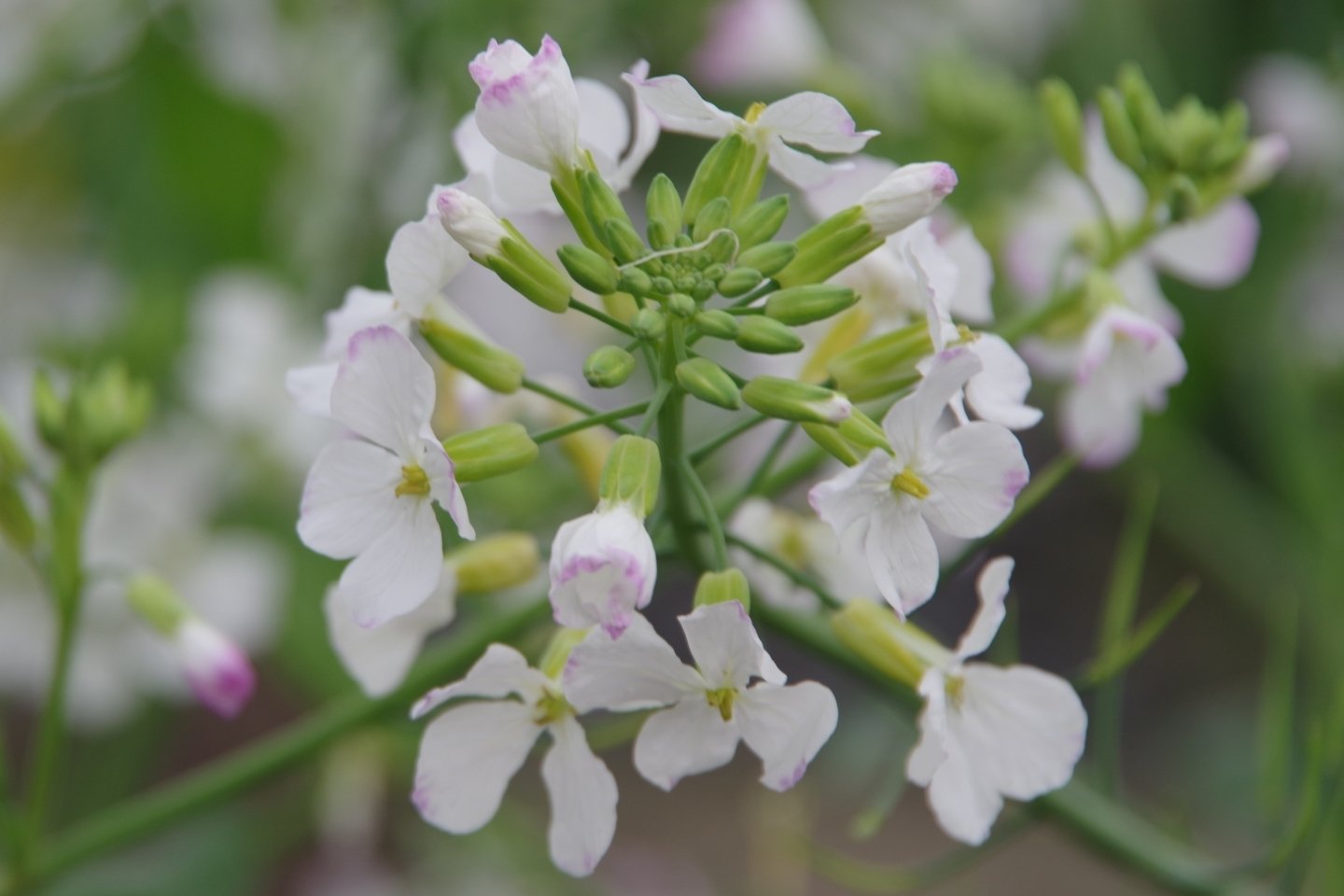 ダイコンの花 佐久間ディック Note
