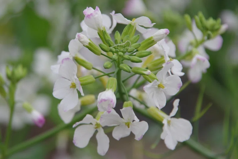 ダイコンの花 の新着タグ記事一覧 Note つくる つながる とどける