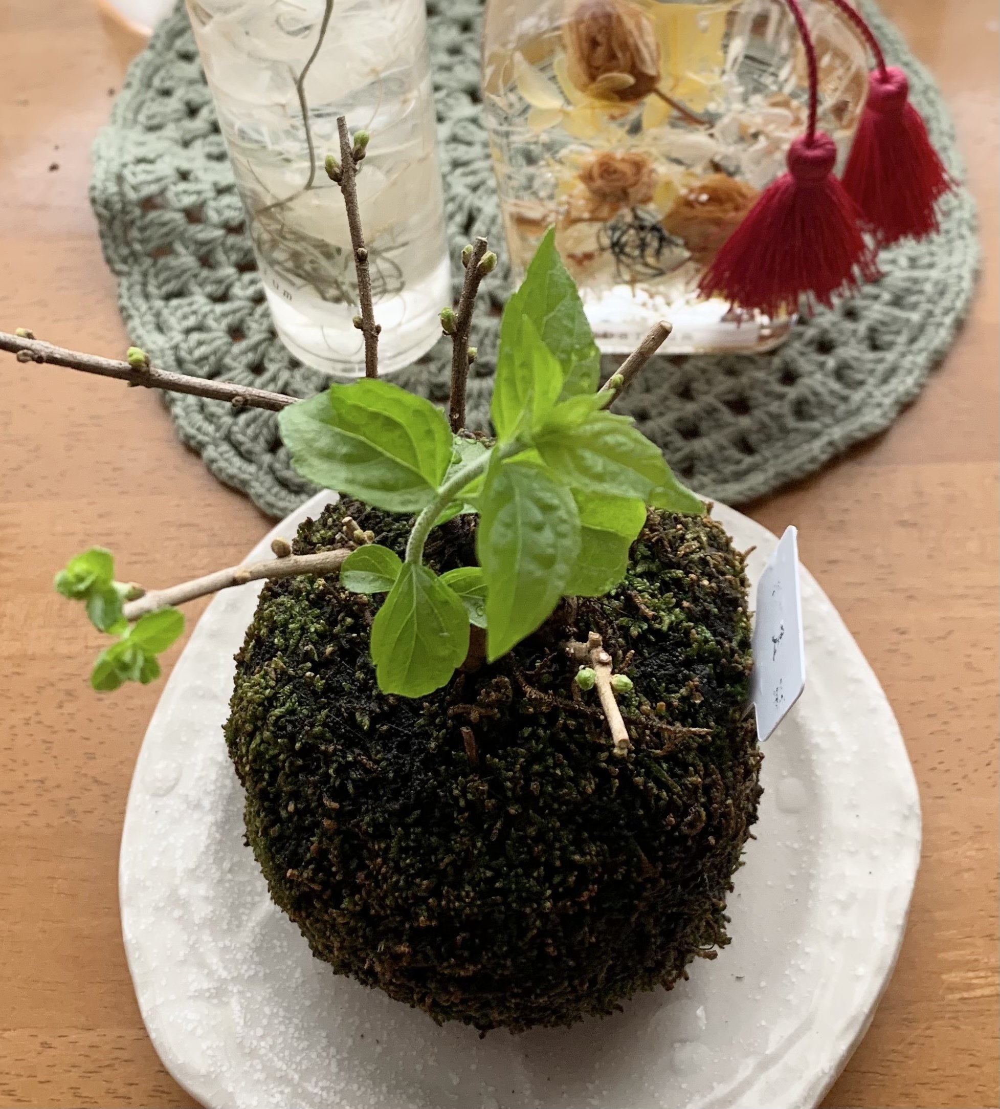 ワカバモユ 苔玉紫式部 ドクダミンちぃちぃ Note ワカバモユ 苔玉紫式部 ドクダミンちぃちぃ Note