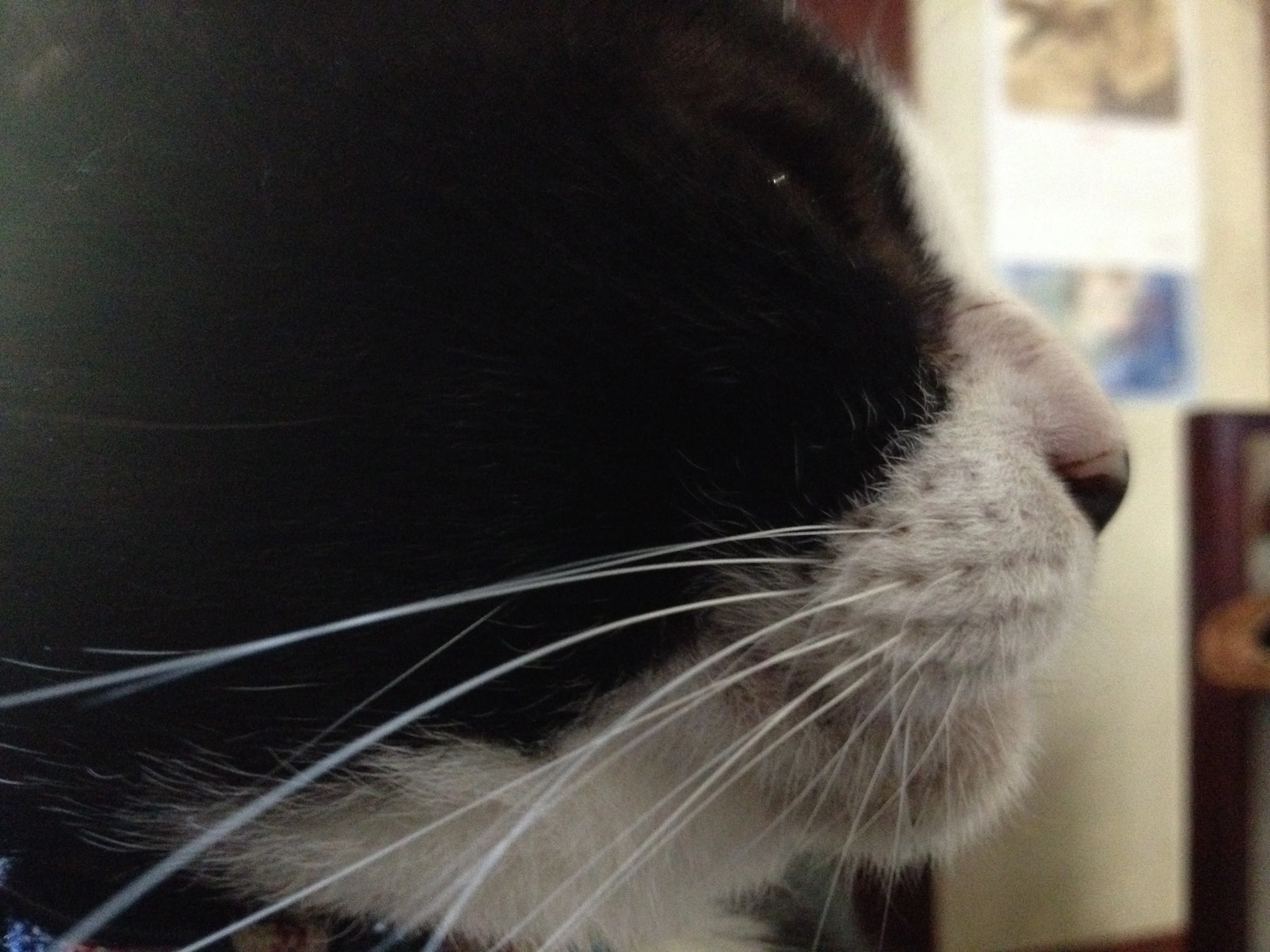 考える犬、見つめる猫・・・💓｜NPO法人あおぞら｜note