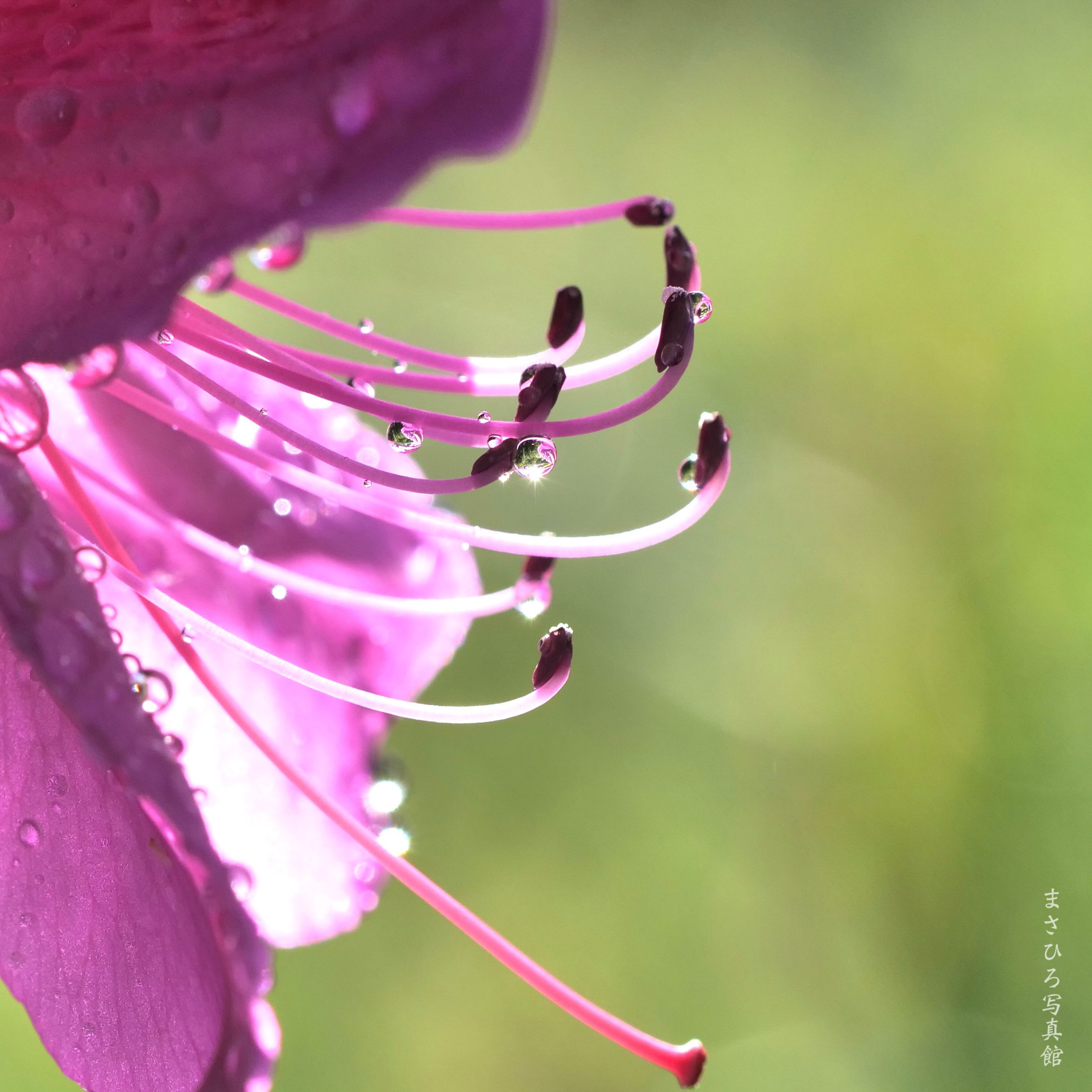 雨上がり まさひろ写真館 Note