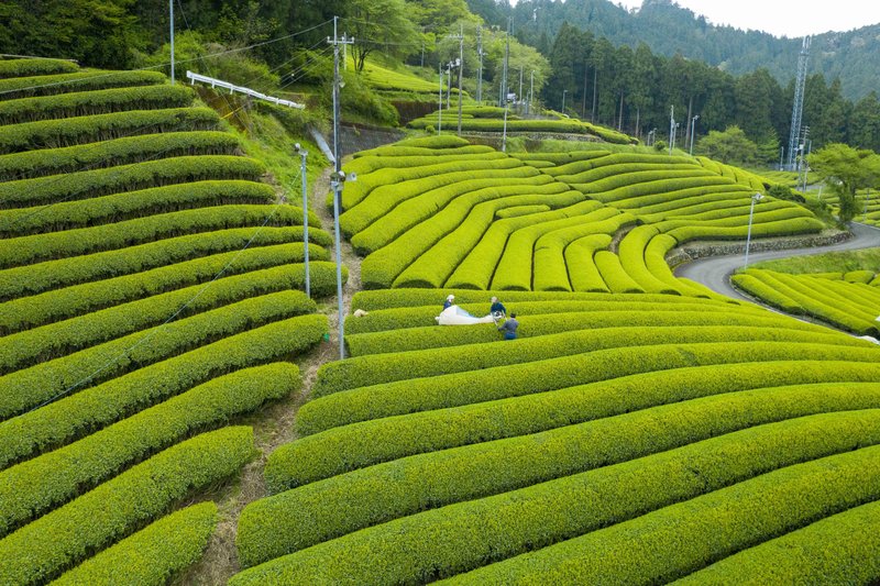 緑に染まる四万十川源流域の茶畑