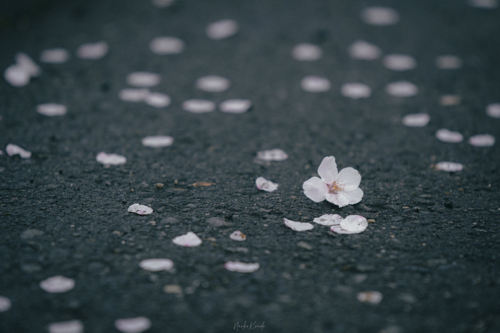 桜雨 Hotaka Note 桜雨 Hotaka Note