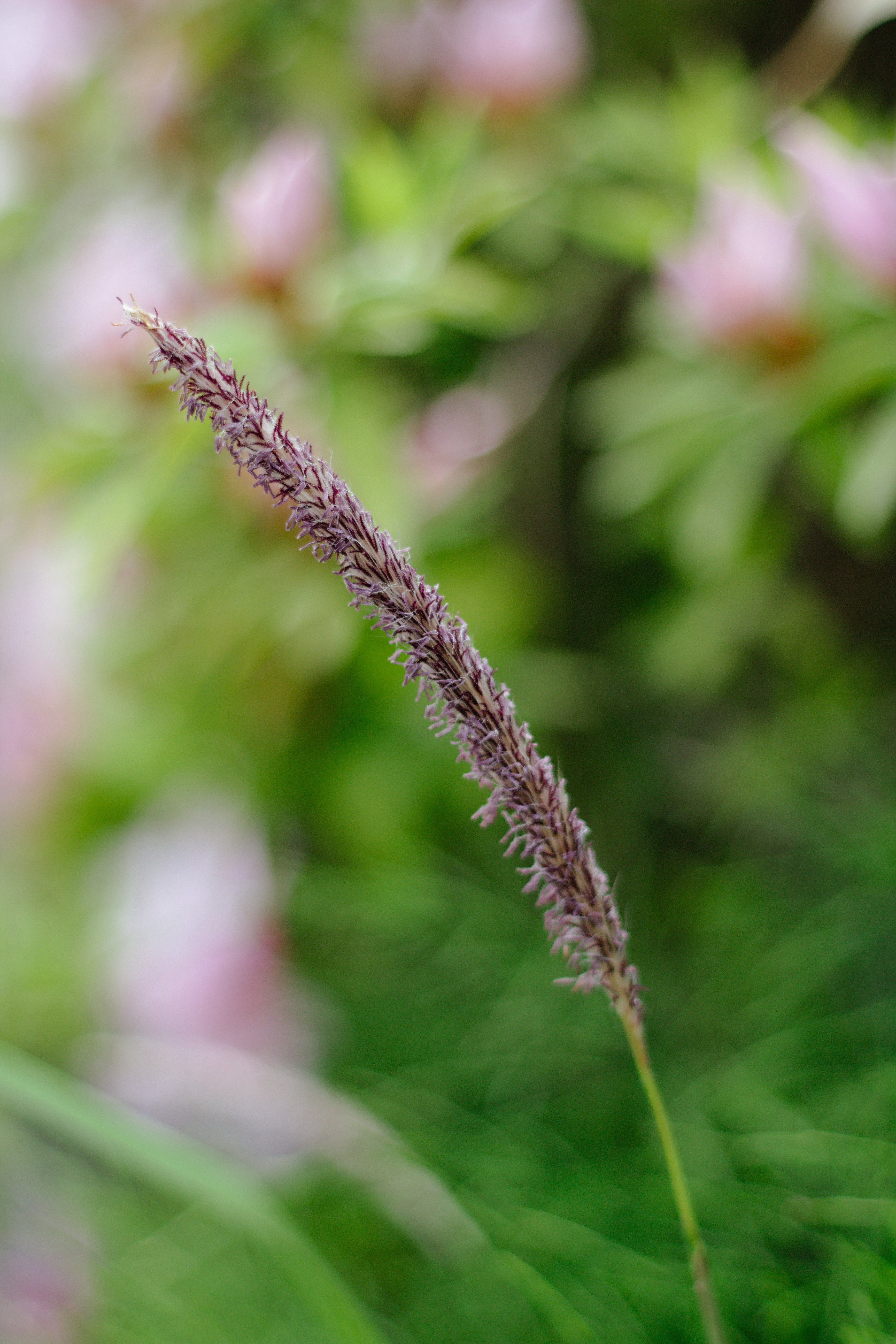 雑草の穂 マスマチコ Note