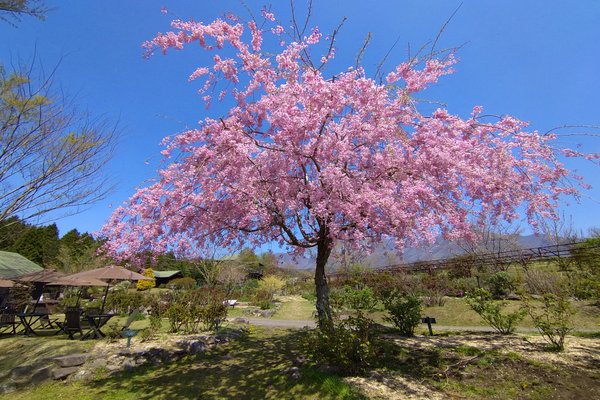 くじゅう花公園 の新着タグ記事一覧 Note つくる つながる とどける