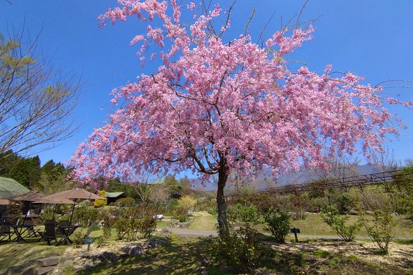 くじゅう花公園 の新着タグ記事一覧 Note つくる つながる とどける くじゅう花公園 の新着タグ記事一覧 Note つくる つながる とどける