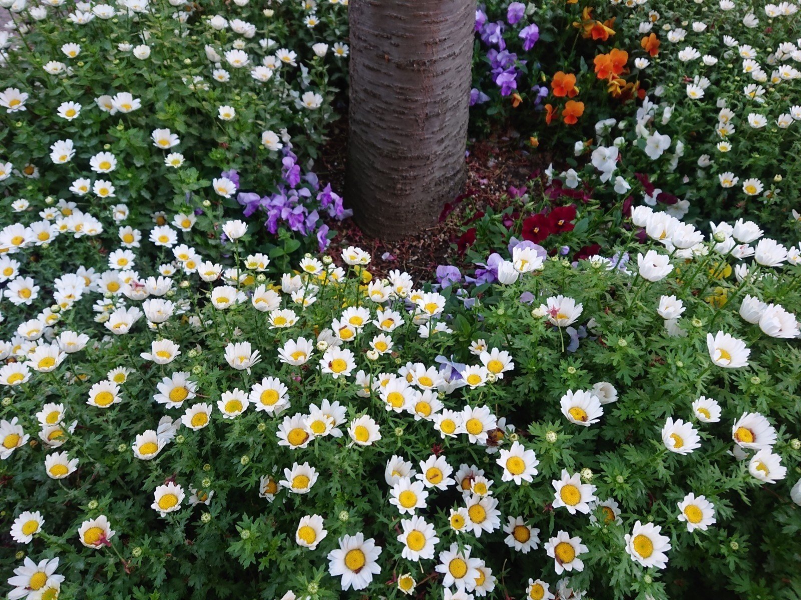 の花テロ凜 悠凜 Note の花テロ凜 悠凜 Note