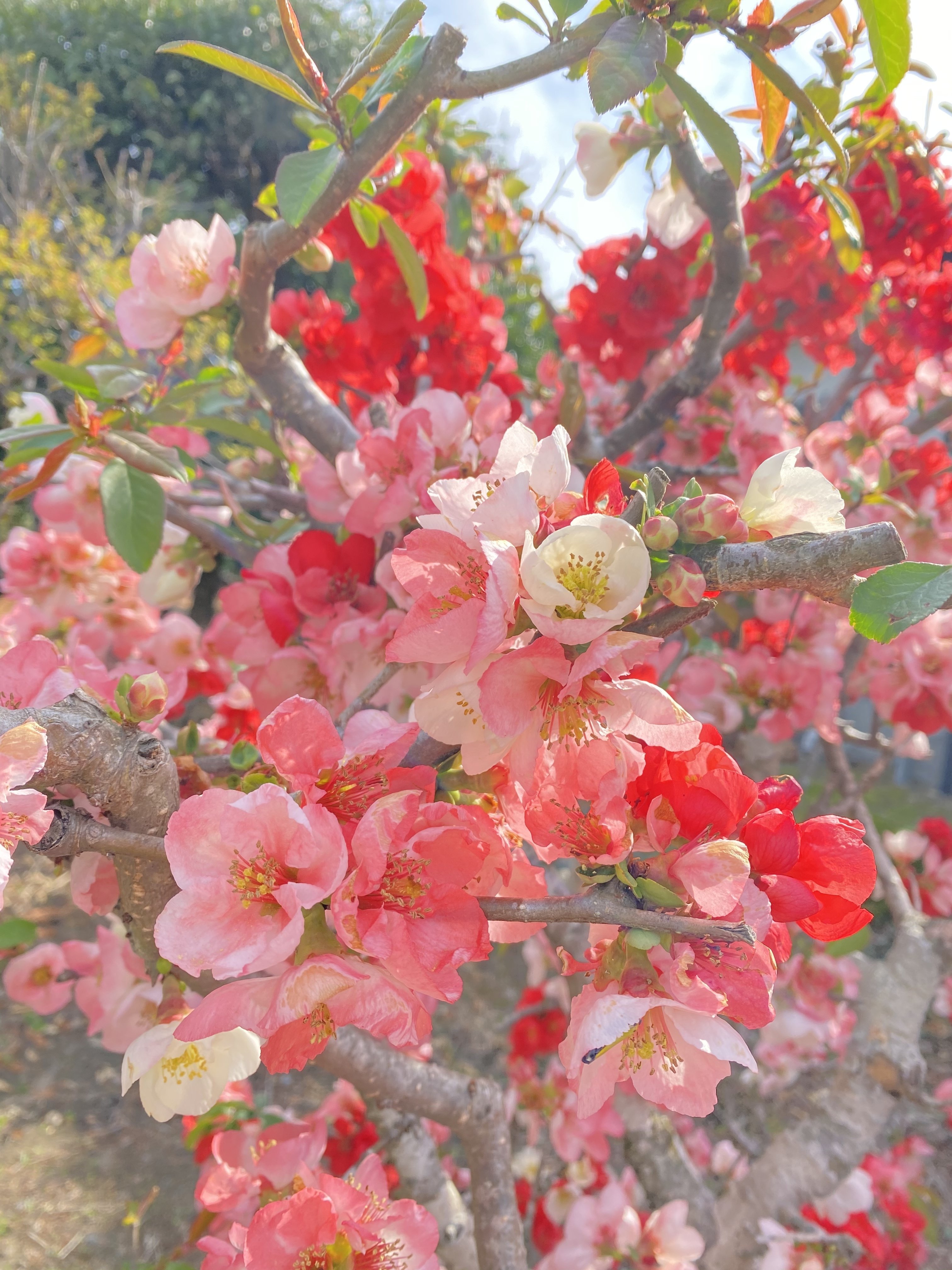 花言葉は 先駆者 指導者 妖精の輝き 平凡 いちご Note