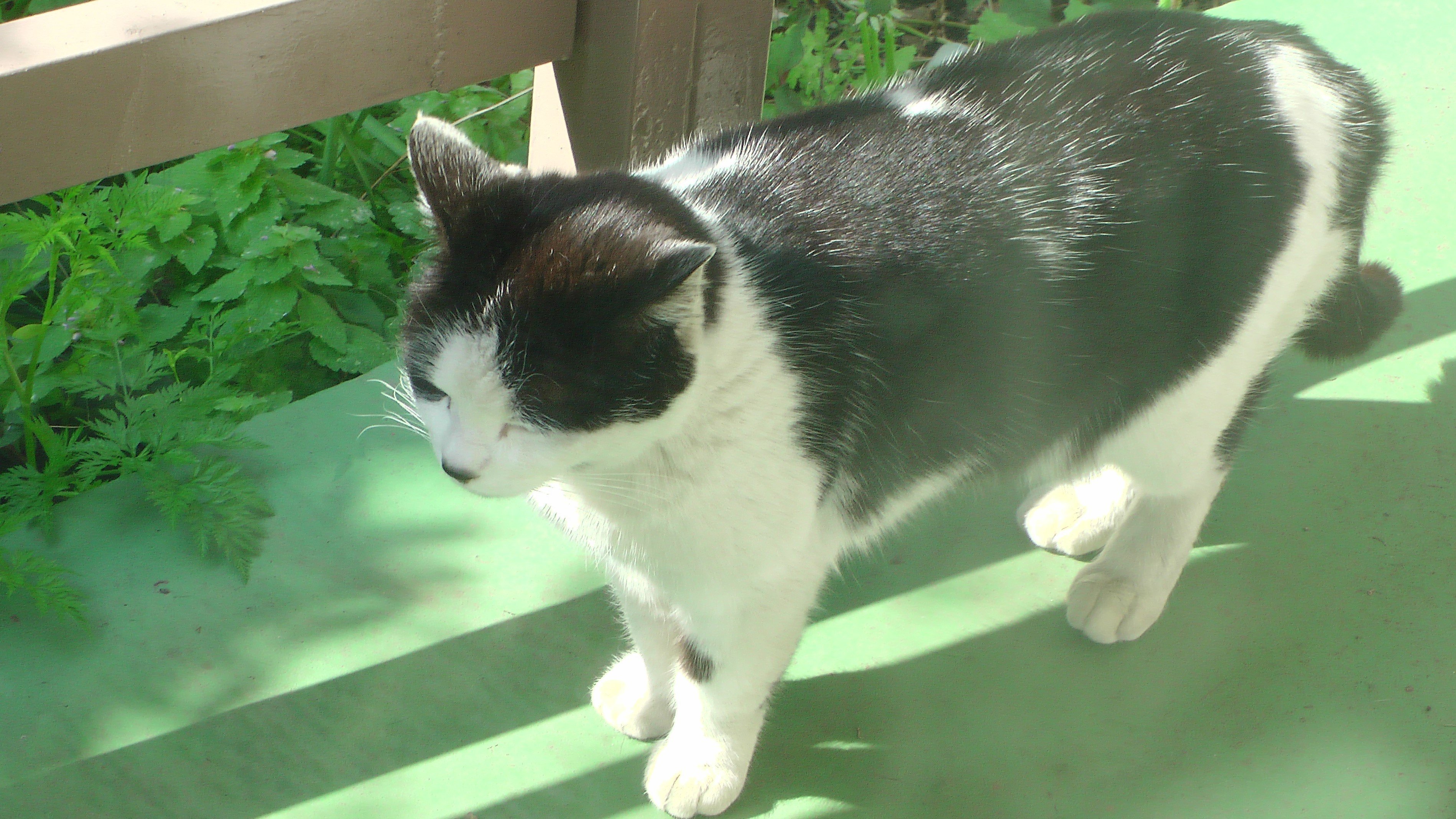 おちゃめで恥ずかしがり屋さんな猫 はぎ Yogaインストラクター Note