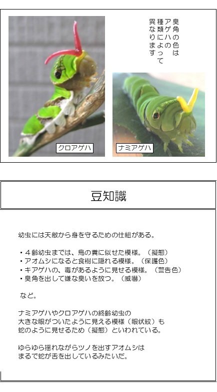 美蛙とアゲハチョウ 4 みかえる ぶりえる らぱえる Note 美蛙とアゲハチョウ 4 みかえる ぶりえる らぱえる Note