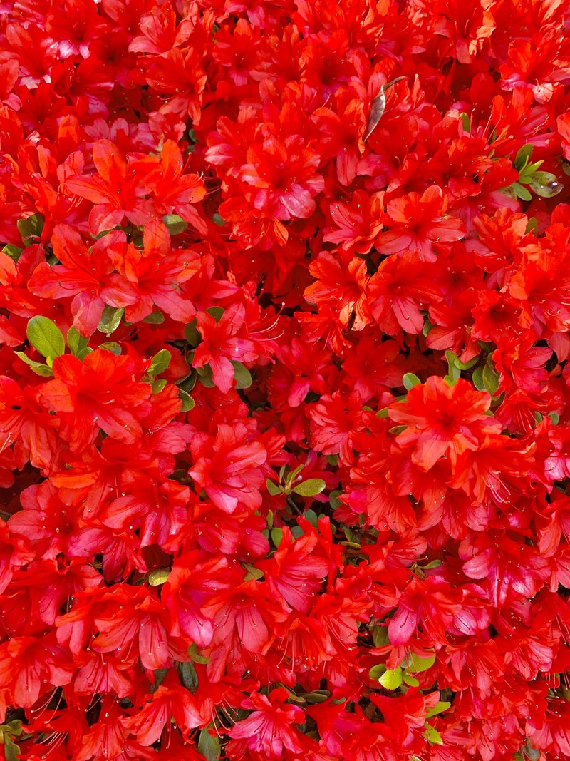 真っ赤なツツジ。燃えるような赤。季節の移り変わりを感じます。春はあっという間ですね。。。花粉症がなければ、最高の季節です。