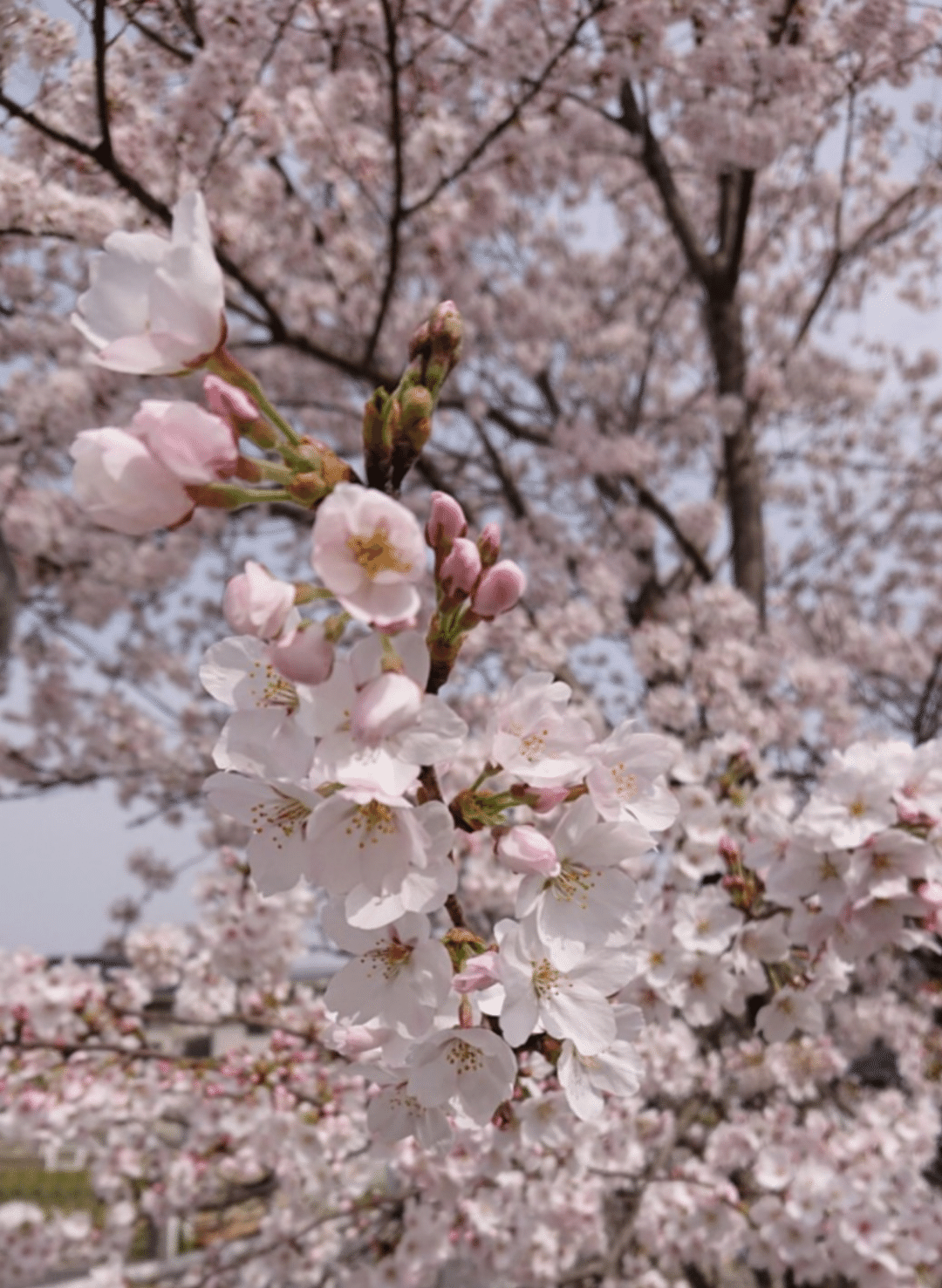 花天月地 書家 彩雪saisetsu Note