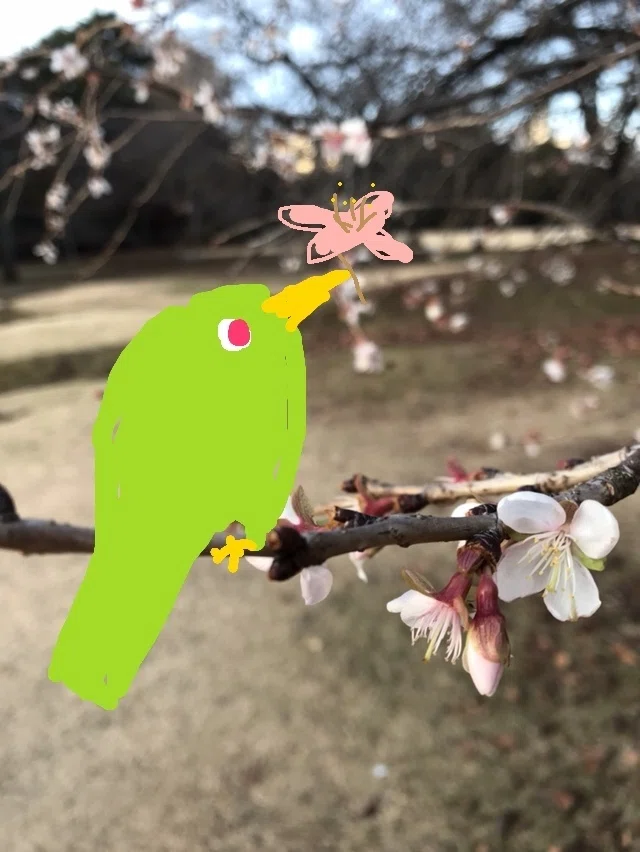 高尾山の花 多恵さん いつも面白い小説ありがとう 麻衣です Note