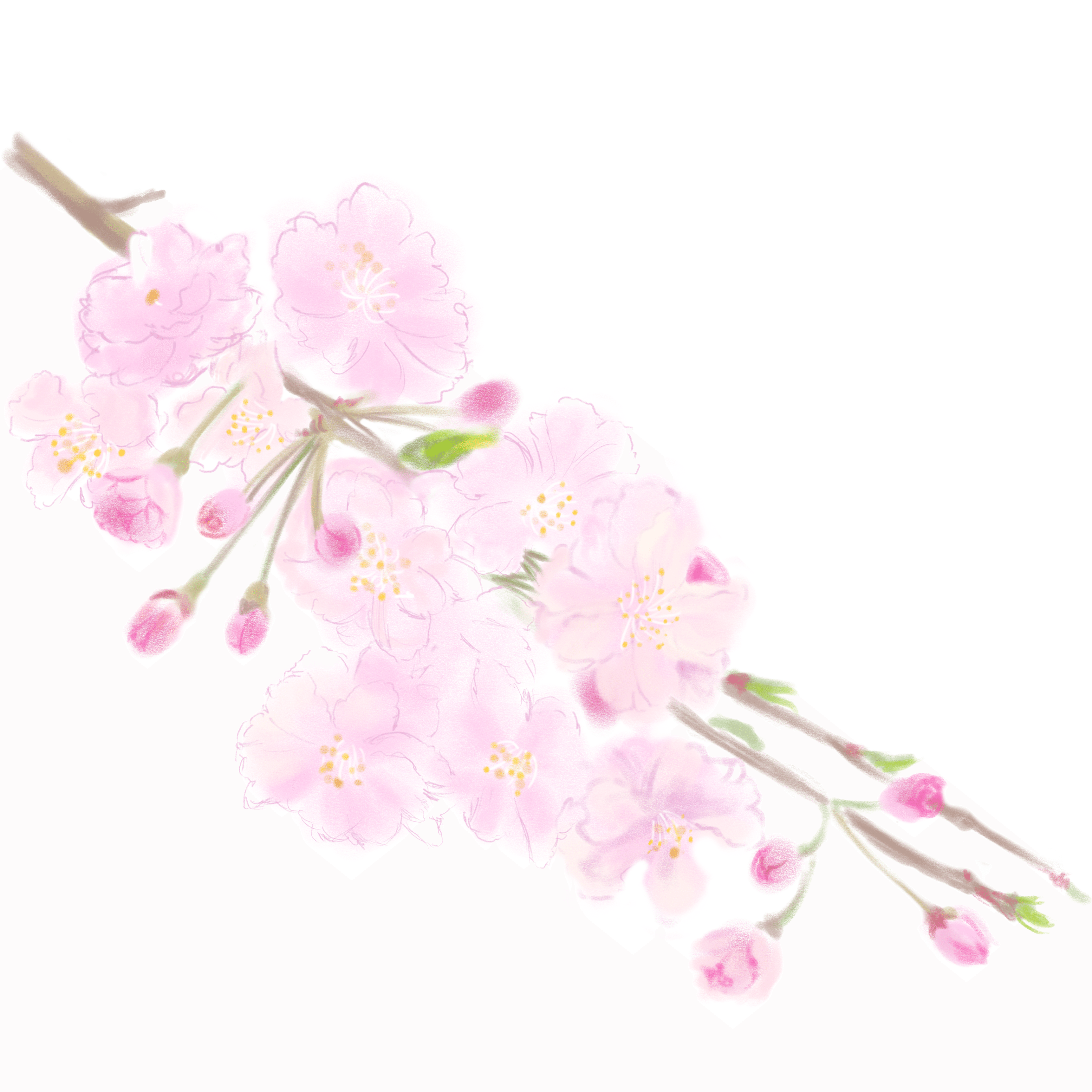 Autodesk Sketchbookの鉛筆で桜を描く Rmia Note