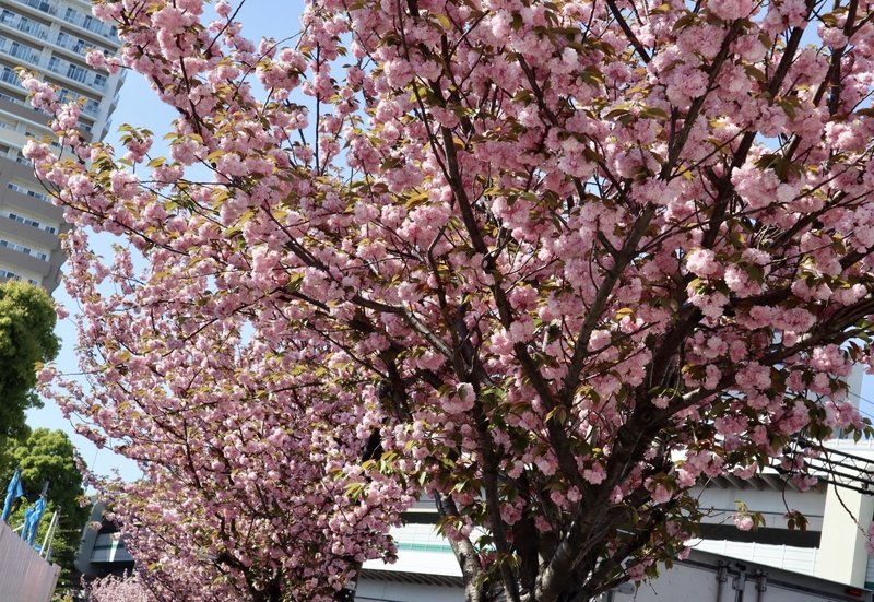西巣鴨の八重桜並木