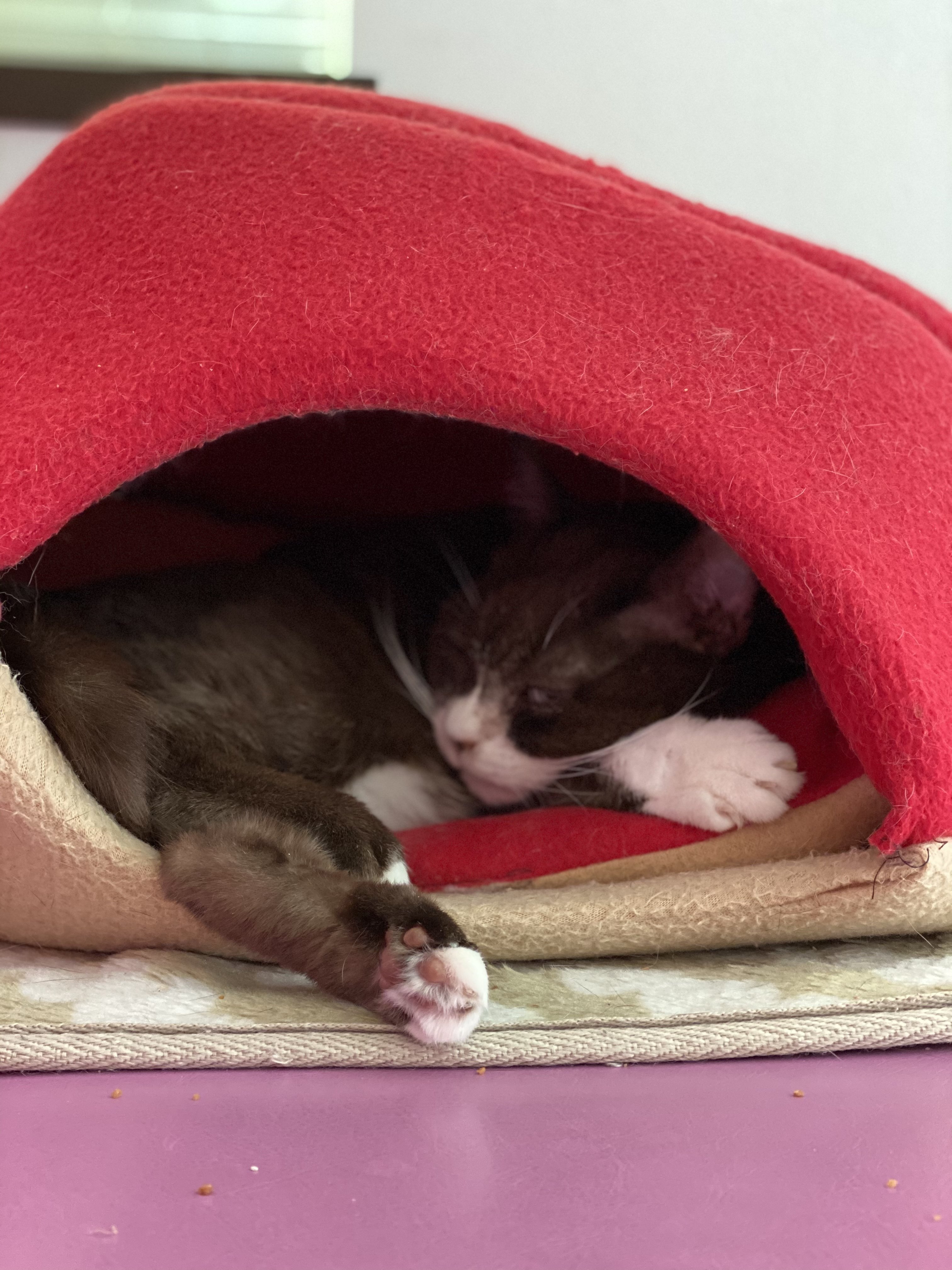 トップリーグ 応援で猫 のチョコはふて寝中 まつぼっくり Note トップリーグ 応援で猫 のチョコはふて寝中 まつぼっくり Note