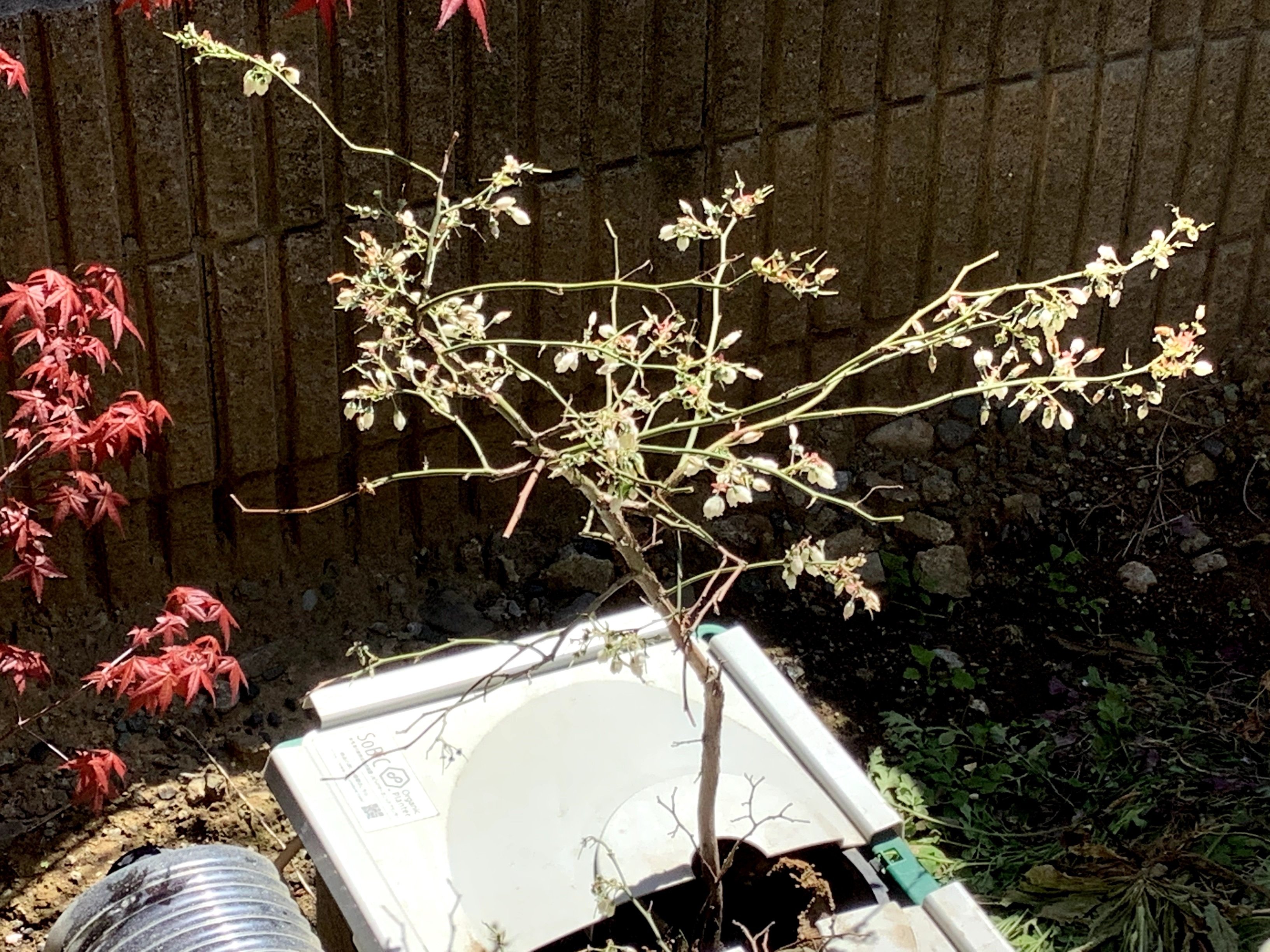 ブルーベリー ブルーベ リー Note ブルーベリー ブルーベ リー Note