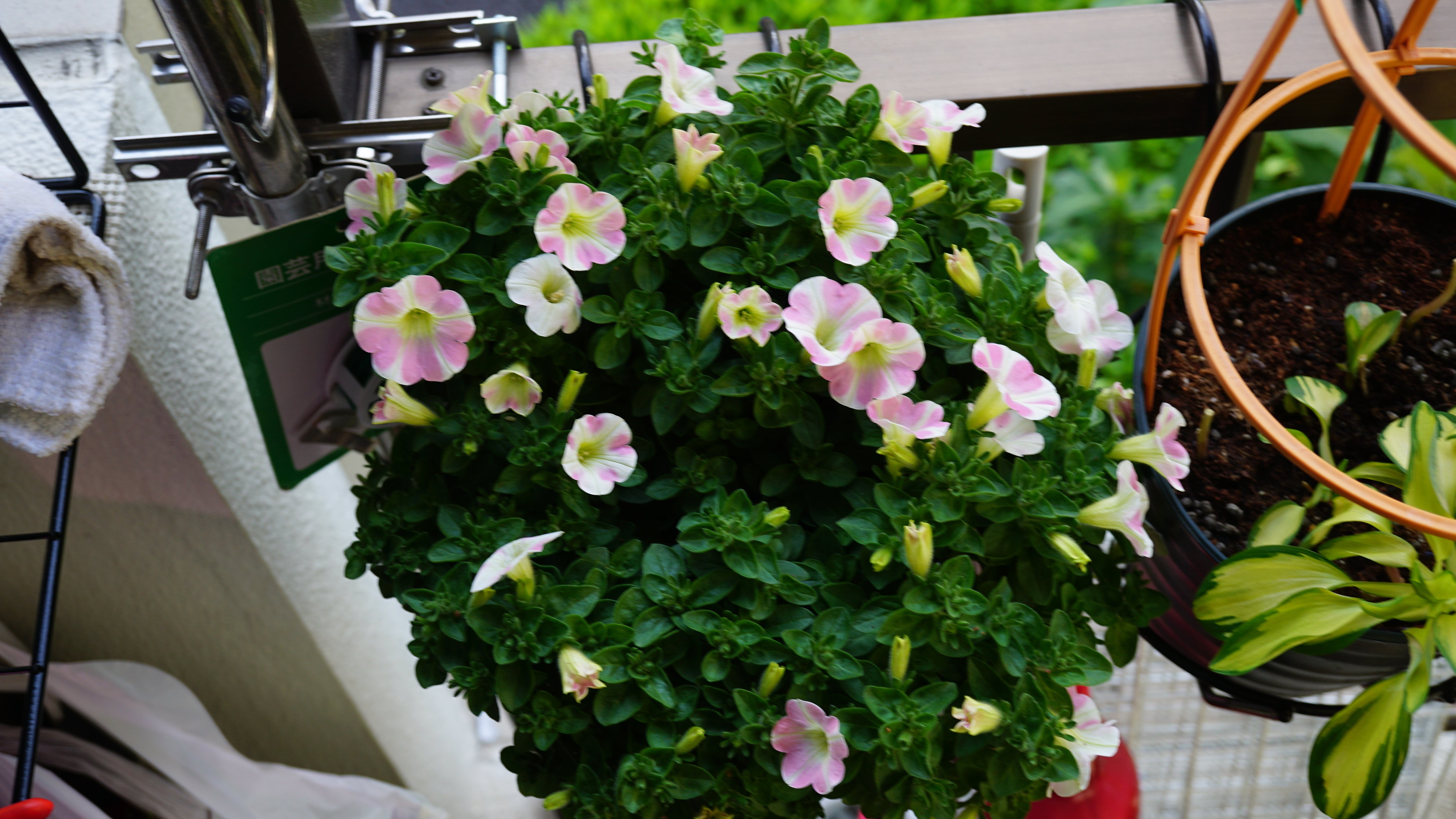 ベランダの四季 やまぐち修 Note