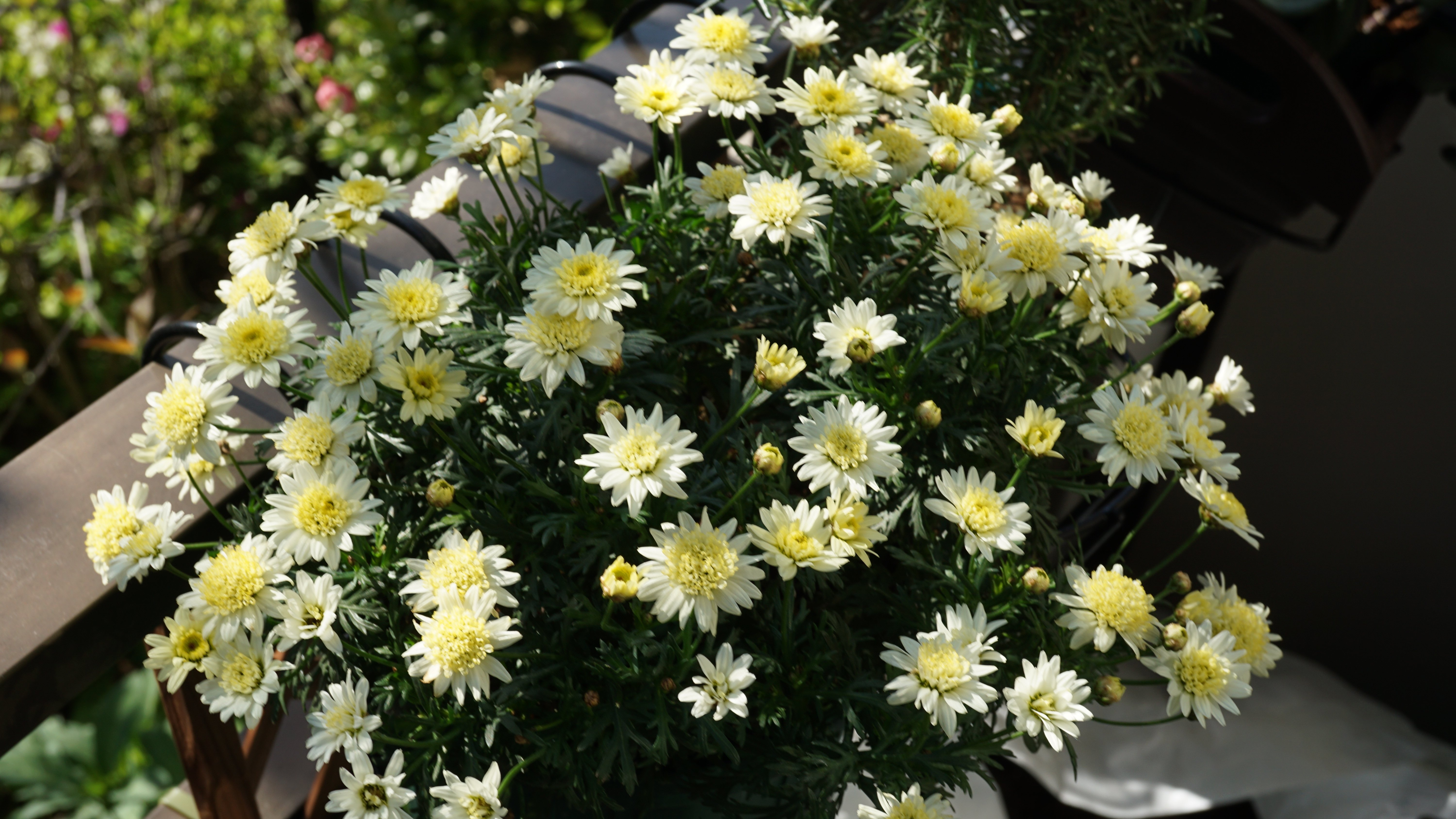 ベランダの四季 やまぐち修 Note