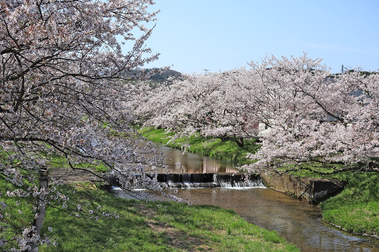 玉造温泉街 島根県松江市 の川と桜 Keitaro Kitagaki Note