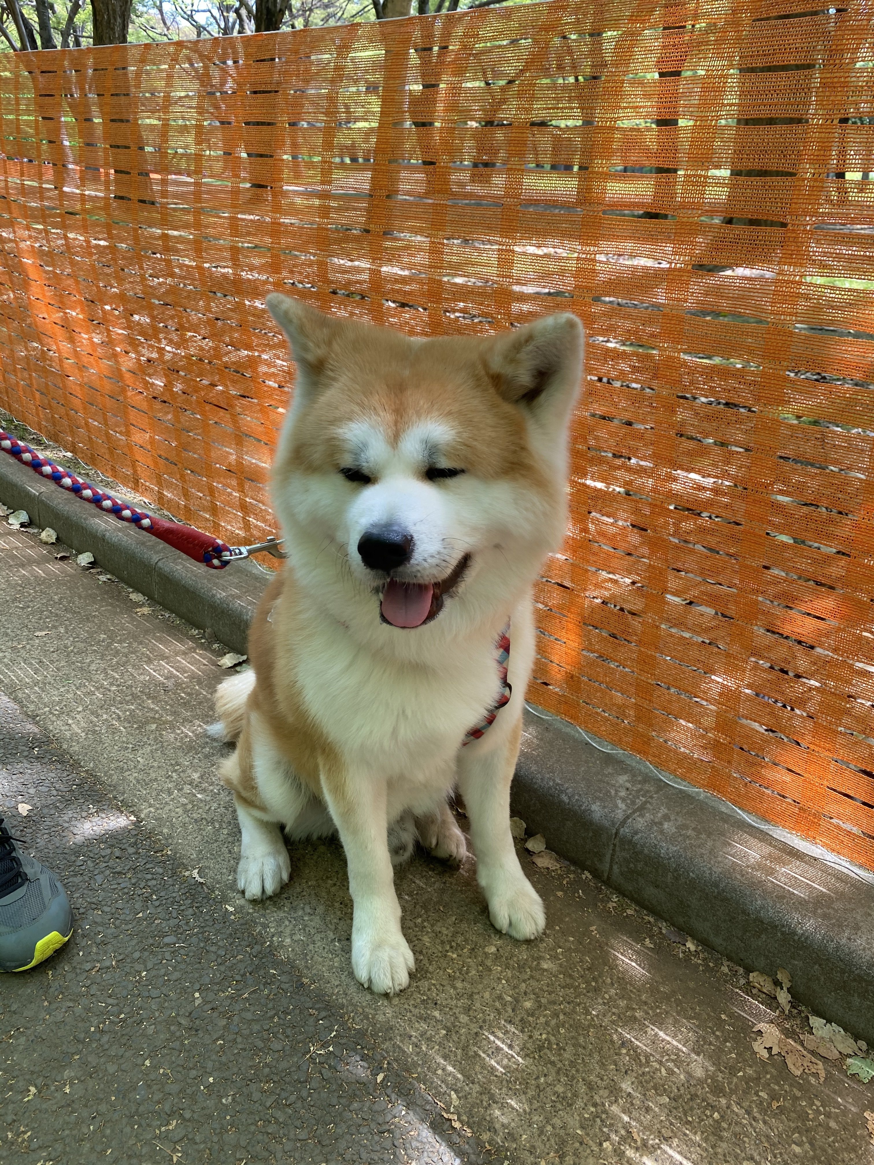 赤毛秋田犬のアカ君 K Westernvillage Note 赤毛秋田犬のアカ君 K Westernvillage Note