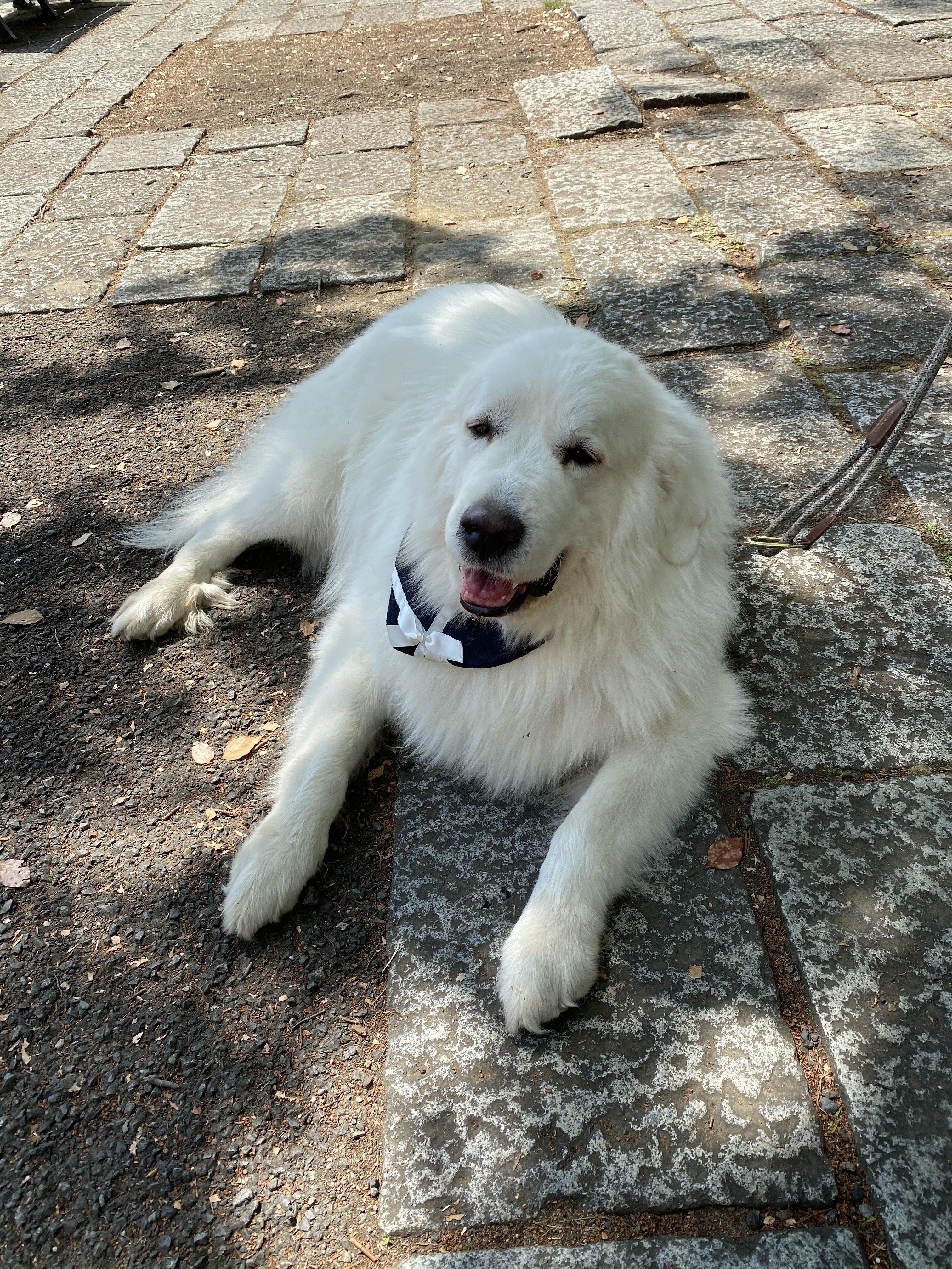 グレートピレニーズのスカイ君 K Westernvillage Note