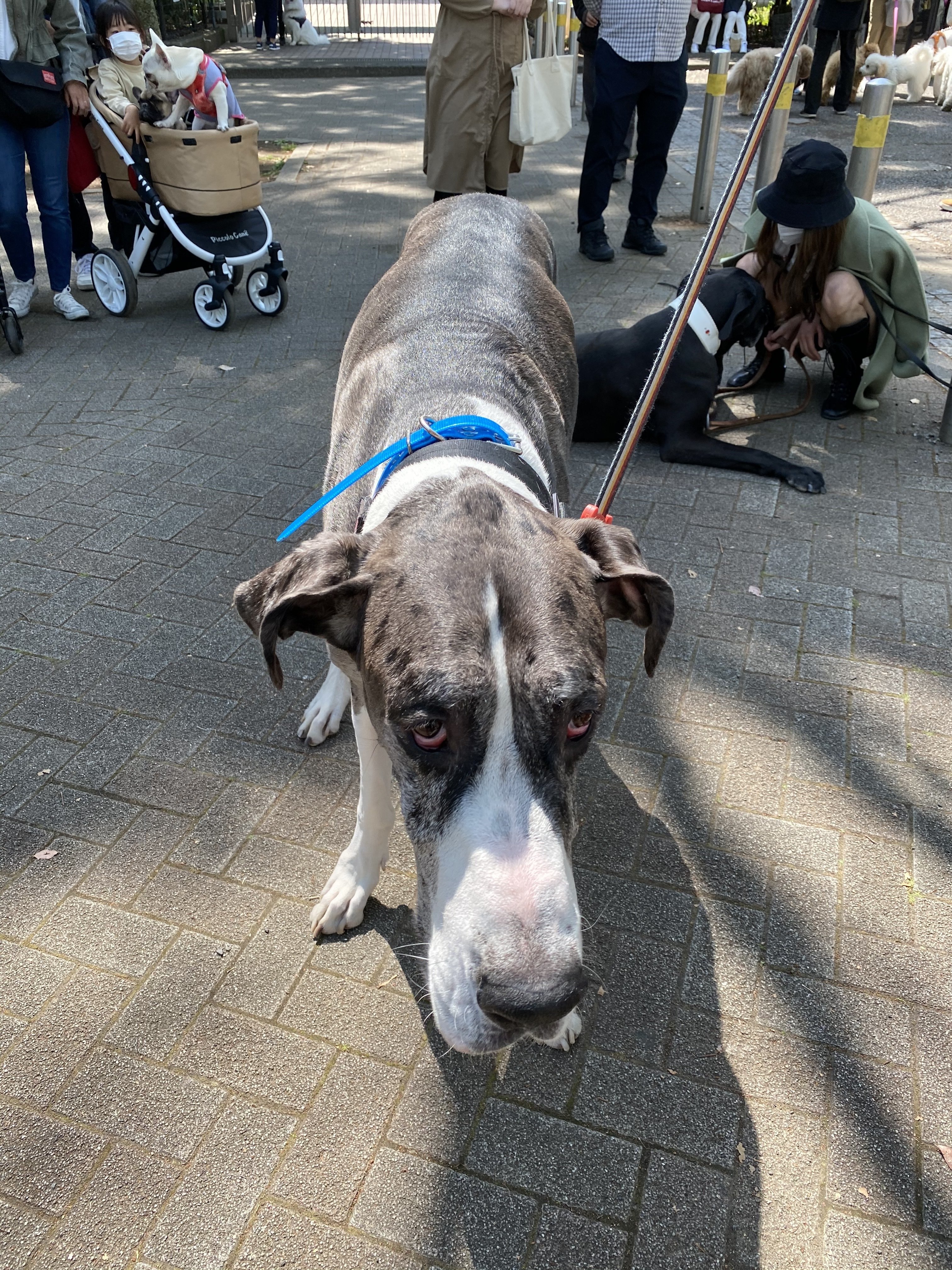 銀色の首輪を付けて誇らしげに立つ堂々とした黒人のグレートデーンイラスト素材透過、PNGフリー画像ダウンロード - Pngtree, image size:3024x4032