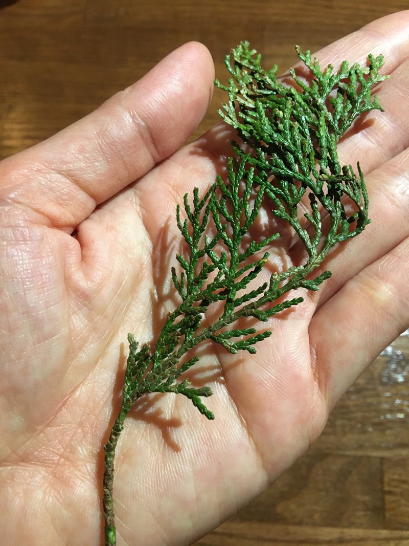 ヒノキ の新着タグ記事一覧 Note つくる つながる とどける