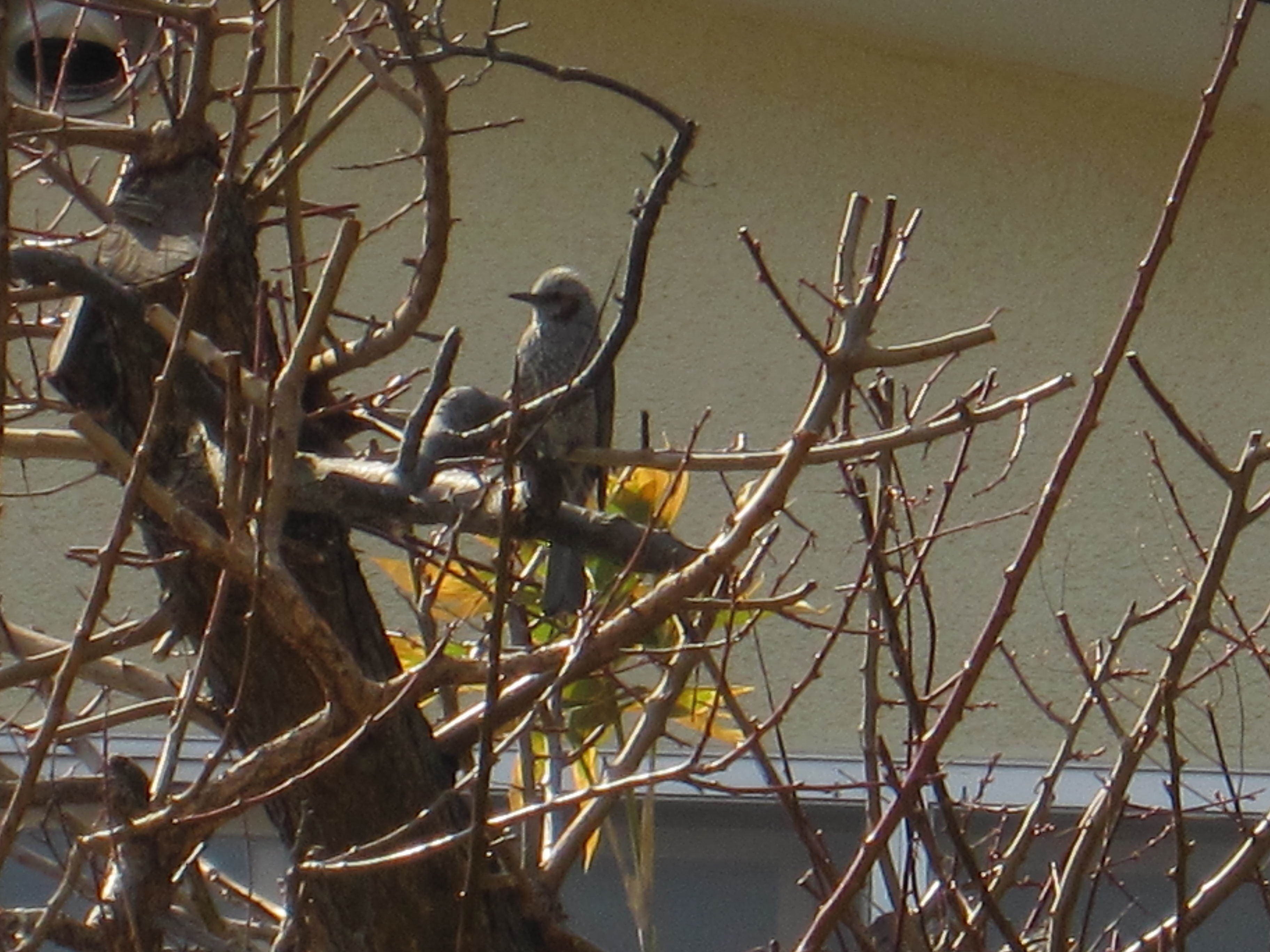 4月11日のヒヨドリさん 声だけが聞こえる Yuhua O Note