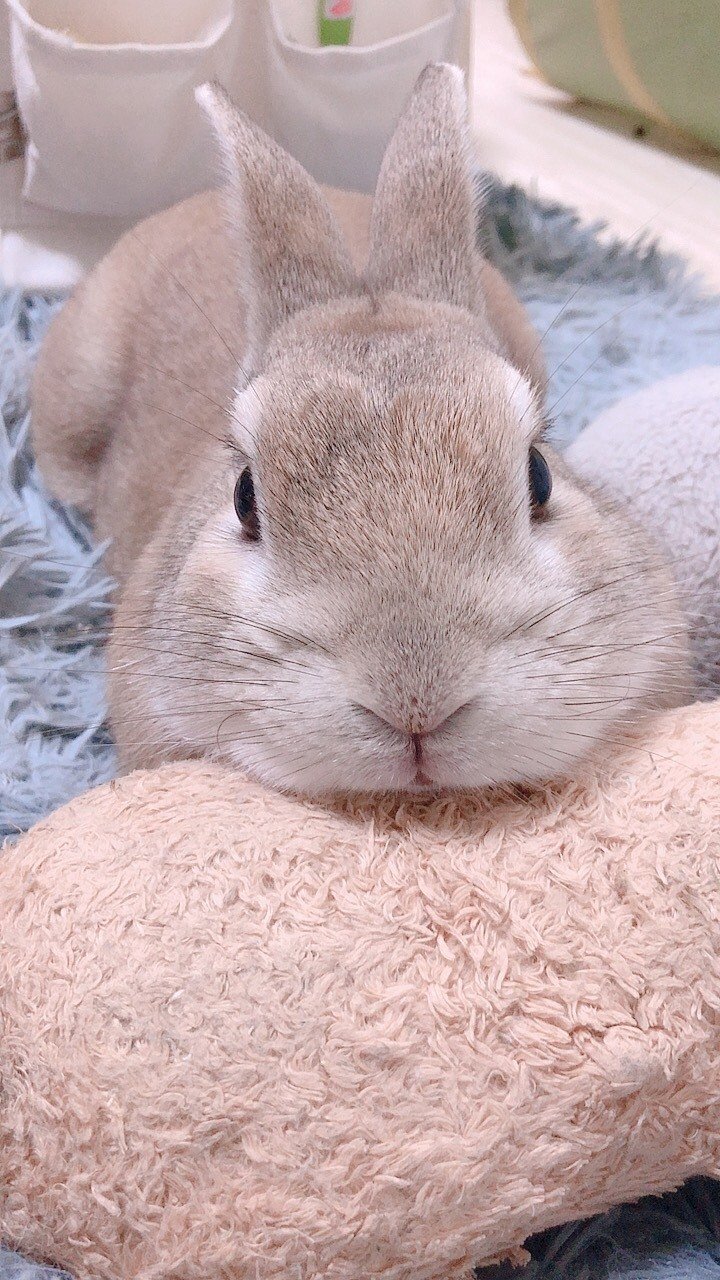 うさぎのロコだよ！