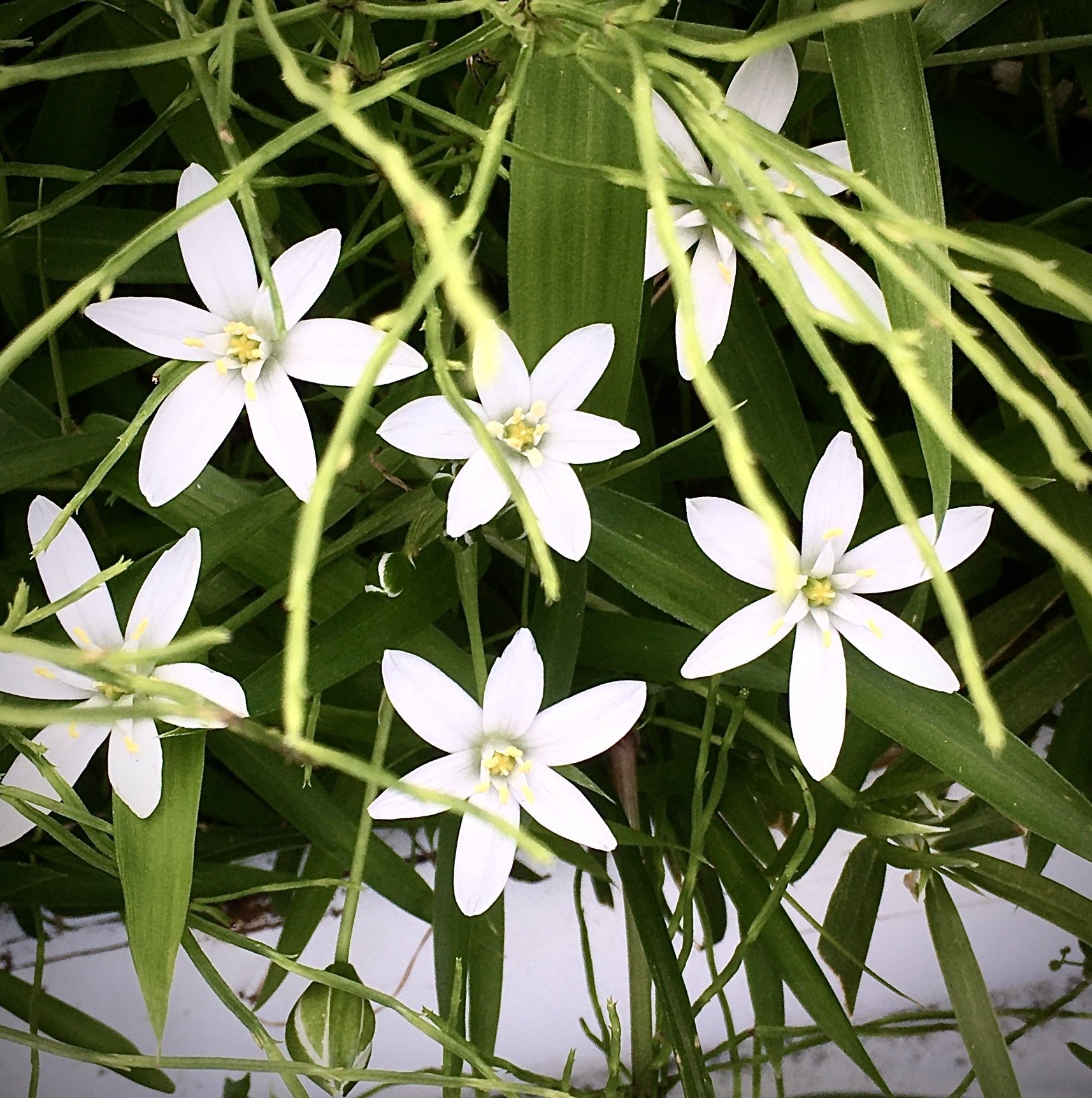 スター オブ ベツレヘム グレイ Note