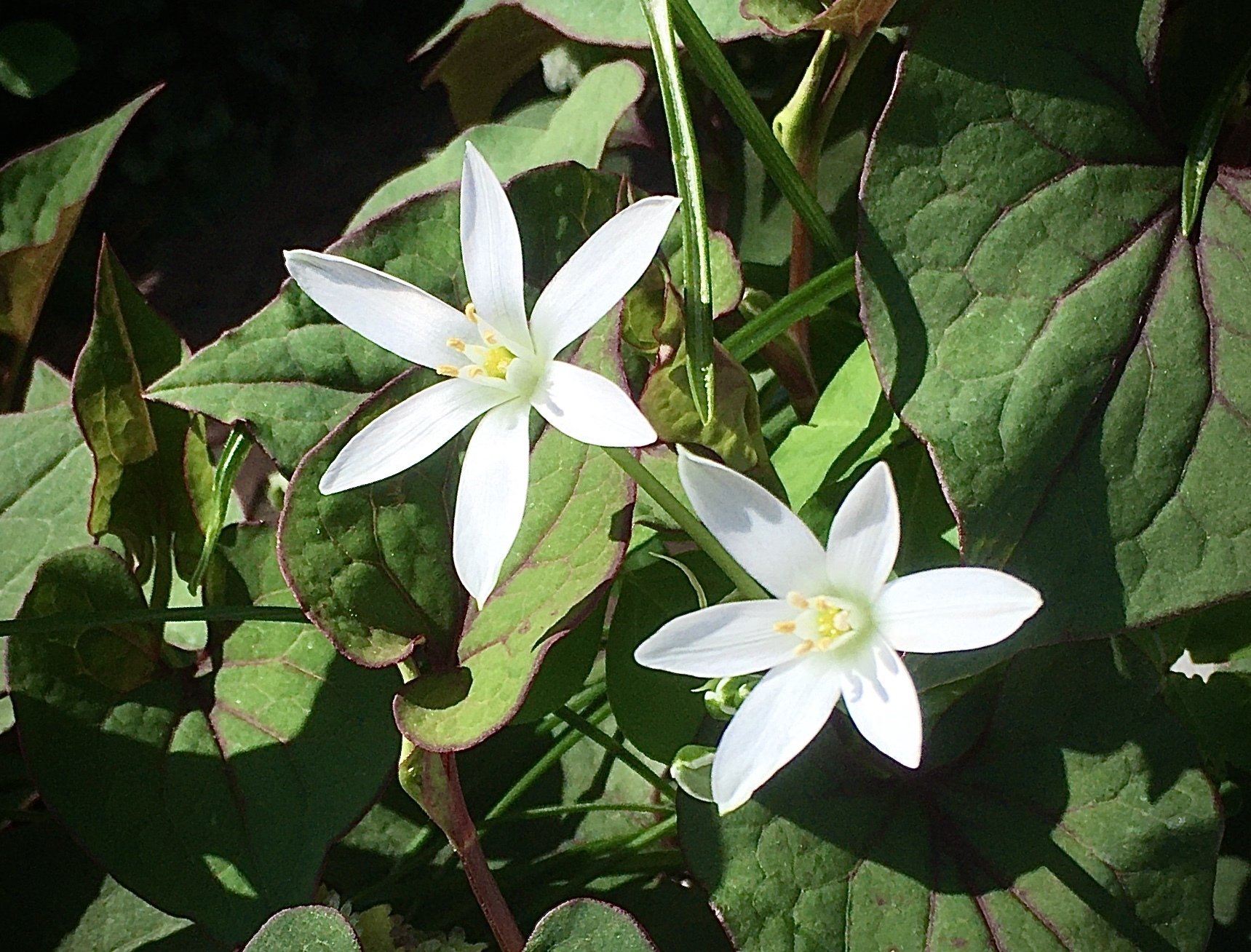 スター オブ ベツレヘム グレイ Note