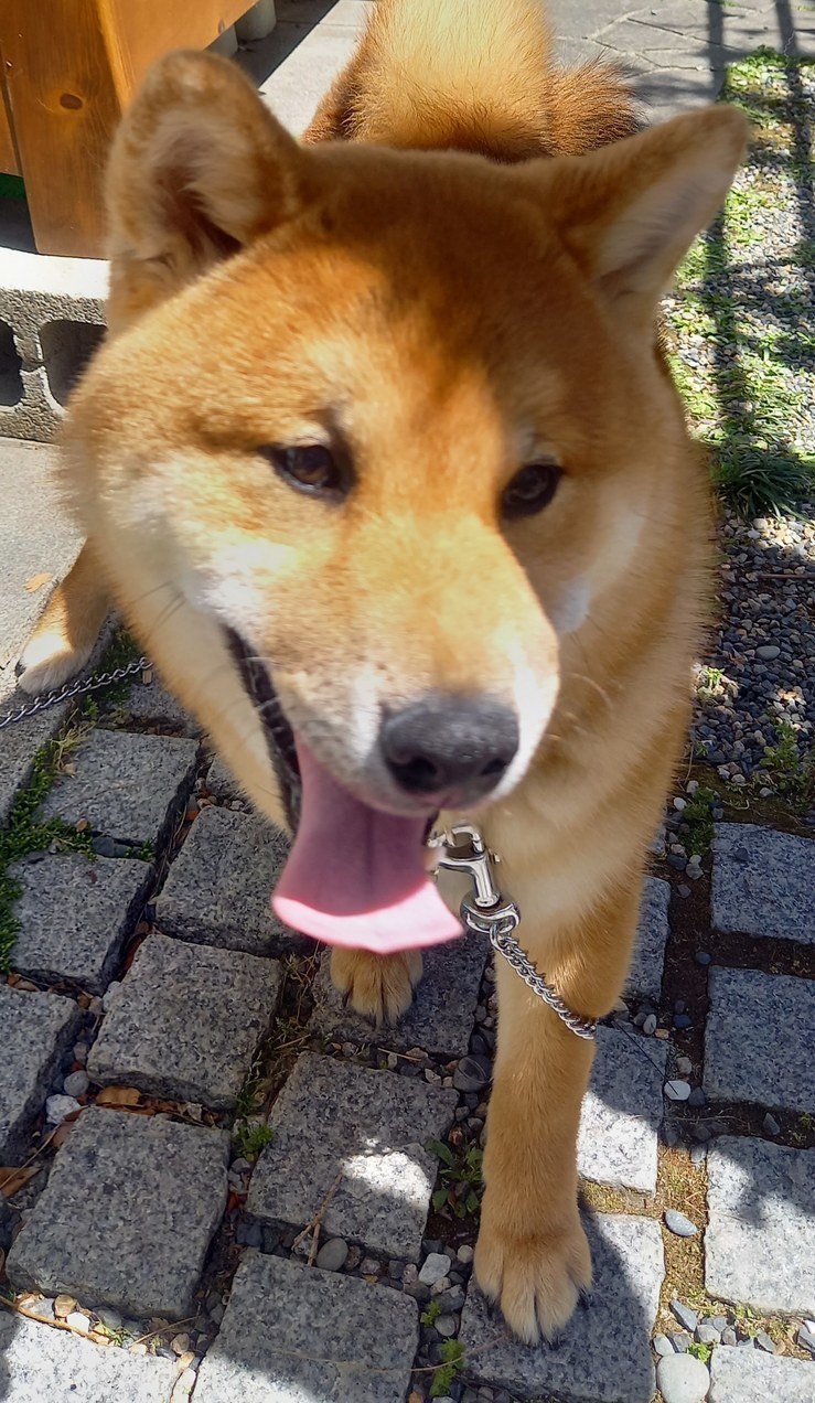 落ち着いてる犬は簡単に人を噛みませんね ペロペロと 優しく唇にキスしてくれました ひろまる愛理 Note