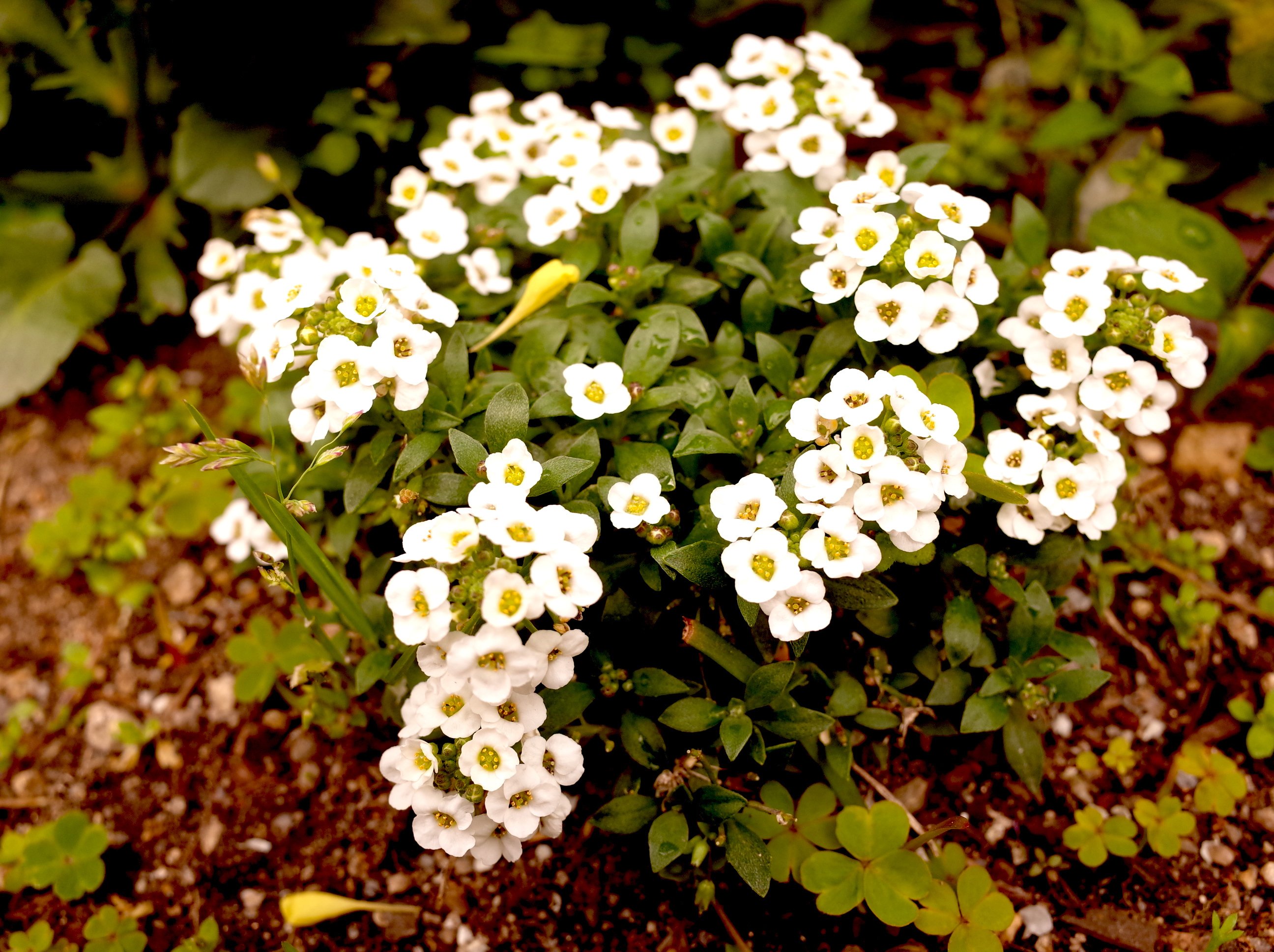 小さい花たち いな Note