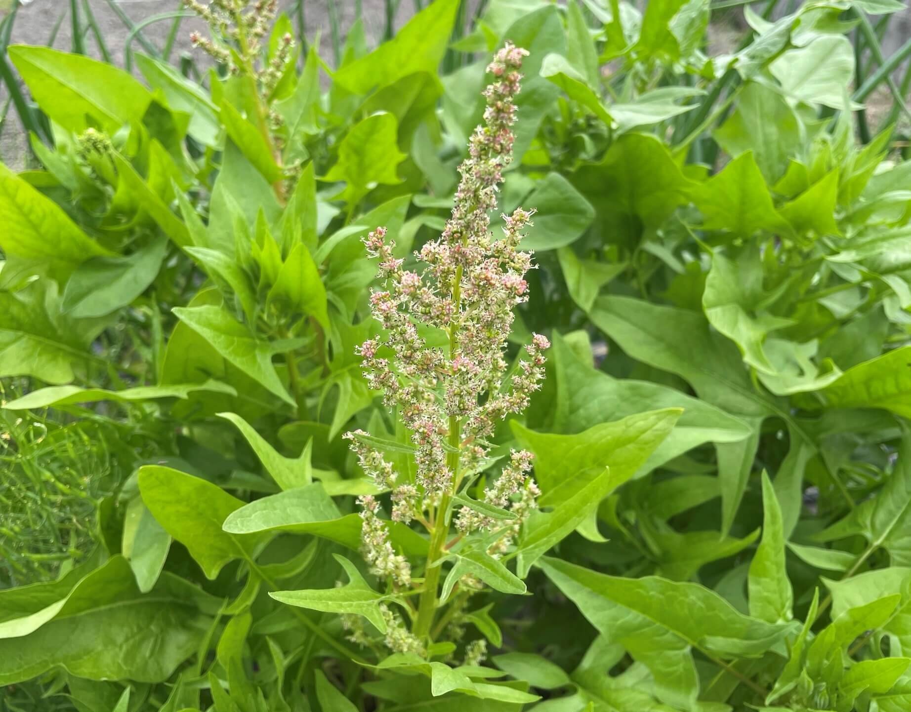 知らなかった野菜の花々 食彩アドコム 食こそ温故知新 Note 知らなかった野菜の花々 食彩アドコム 食こそ温故知新 Note