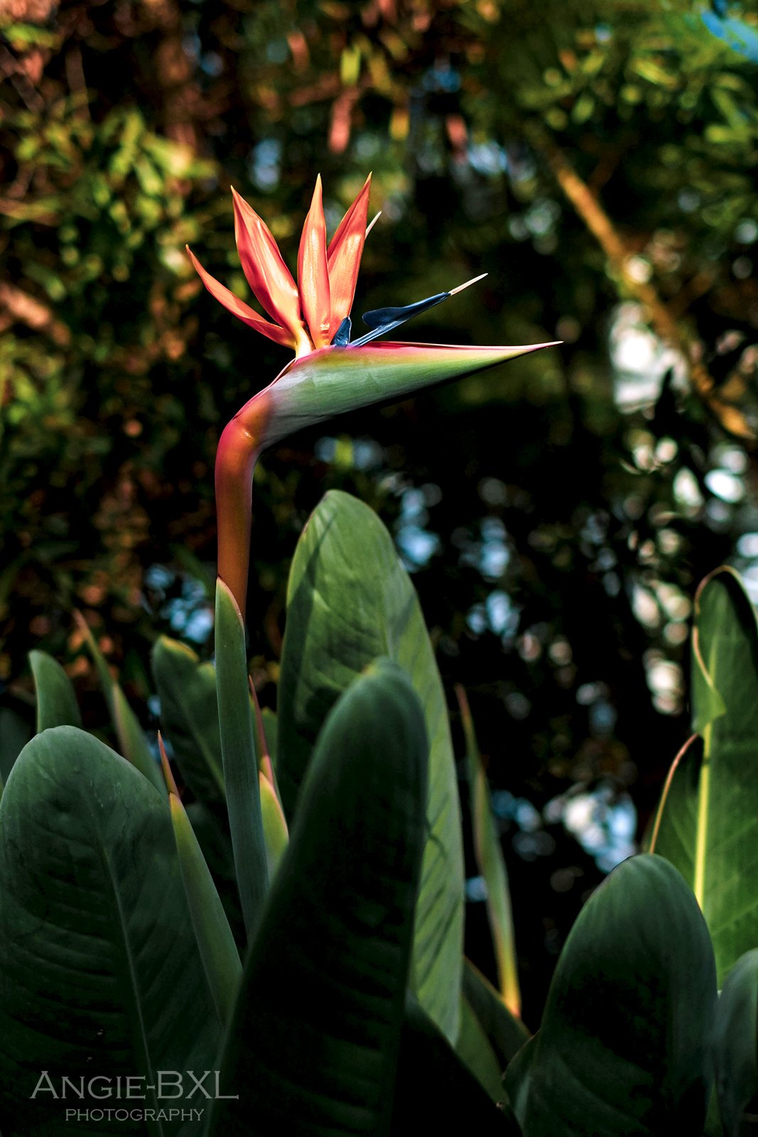 常夏の花 ー 植物園の大温室より Angie Bxl Note