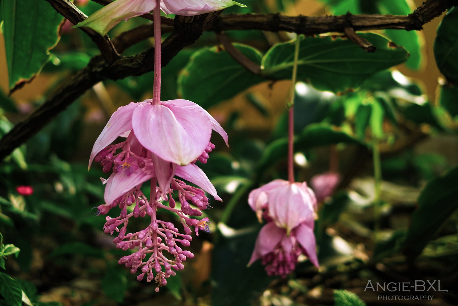 常夏の花 ー 植物園の大温室より Angie Bxl Note