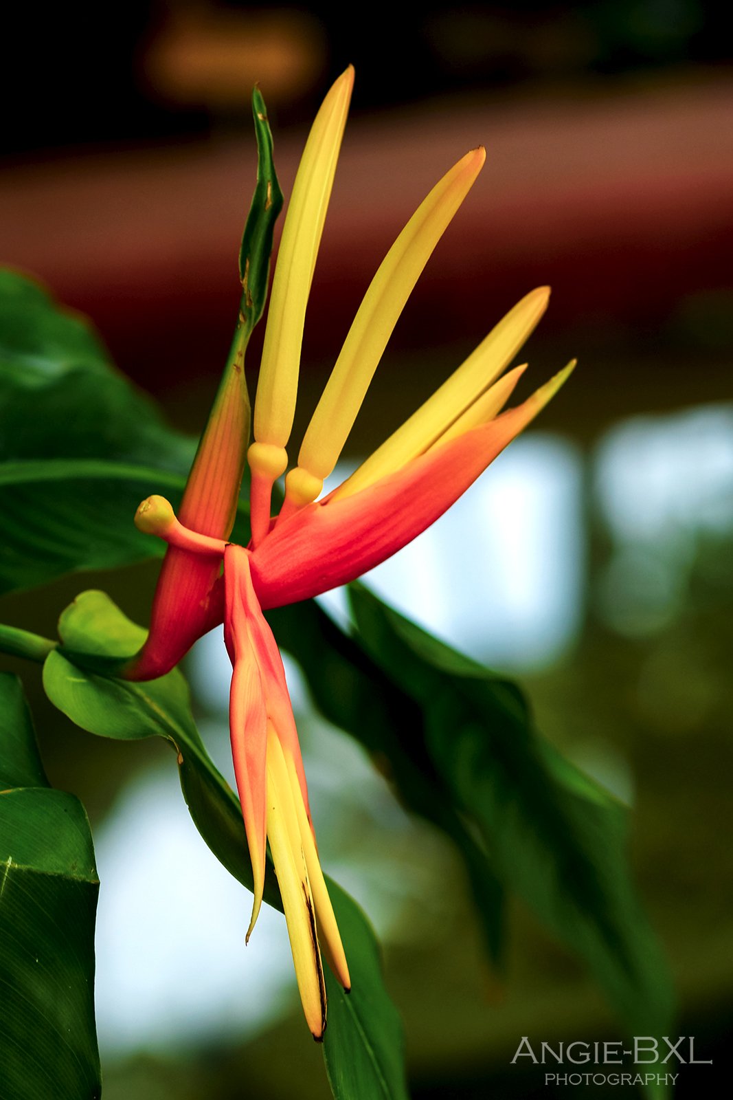 常夏の花 ー 植物園の大温室より Angie Bxl Note