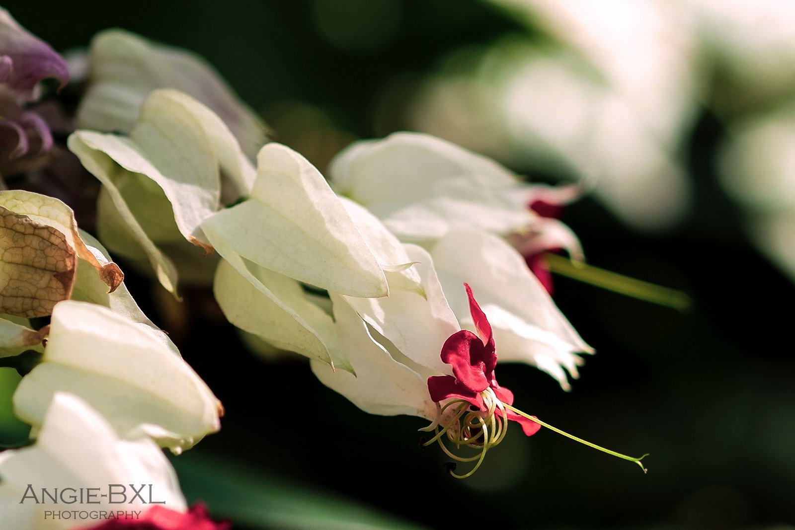 常夏の花 ー 植物園の大温室より Angie Bxl Note