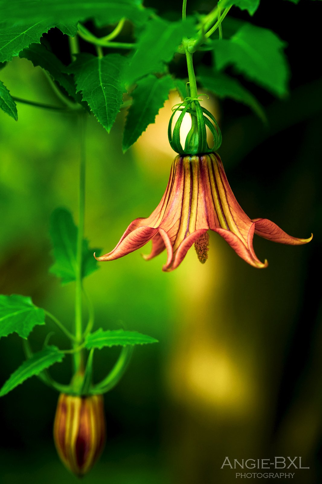 常夏の花 ー 植物園の大温室より Angie Bxl Note
