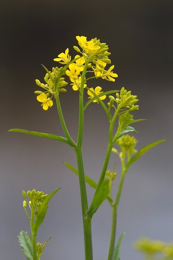 西洋芥子菜 正三郎 Note