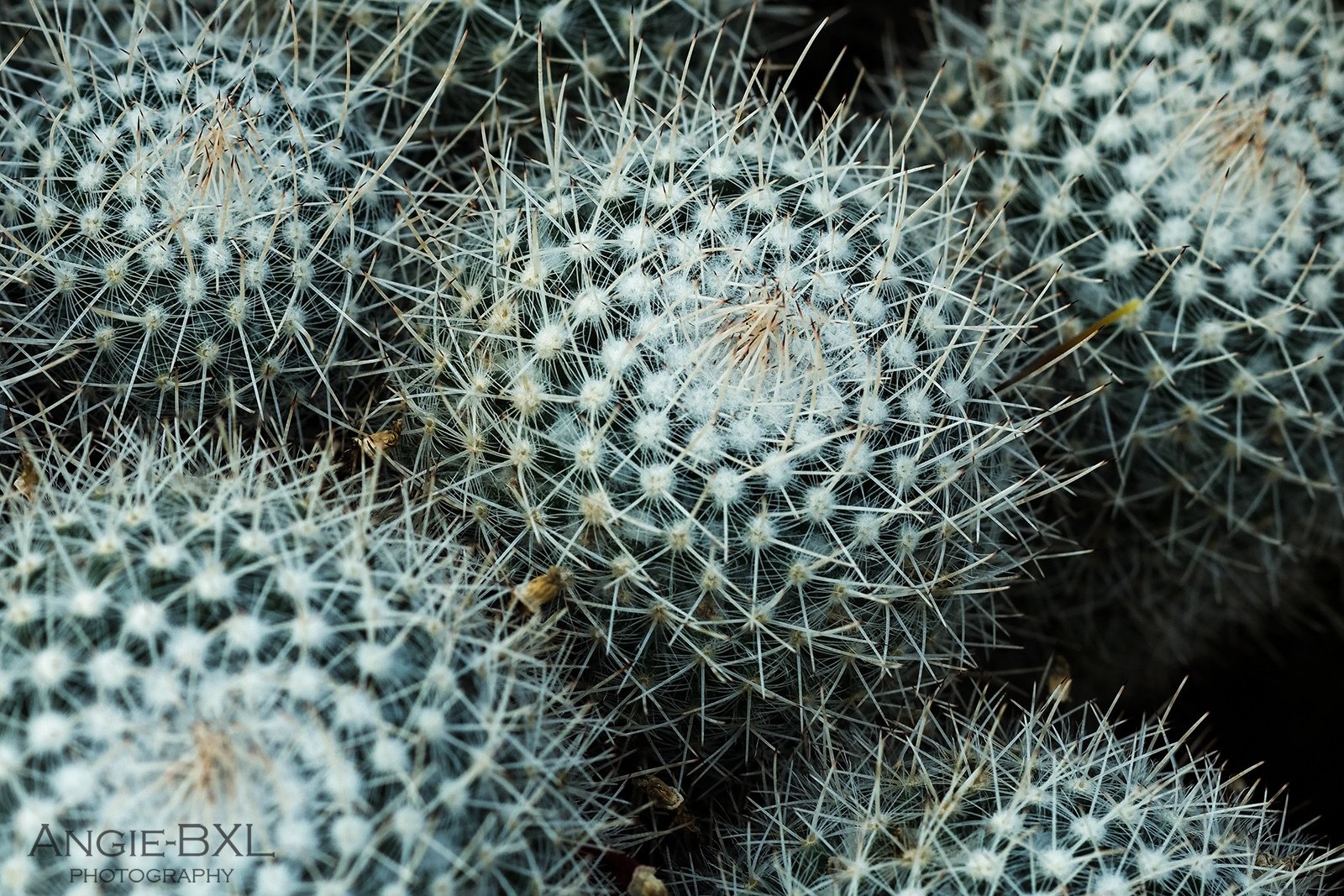 荒野の植物 ー 植物園の大温室より Angie Bxl Note 荒野の植物 ー 植物園の大温室より Angie Bxl Note