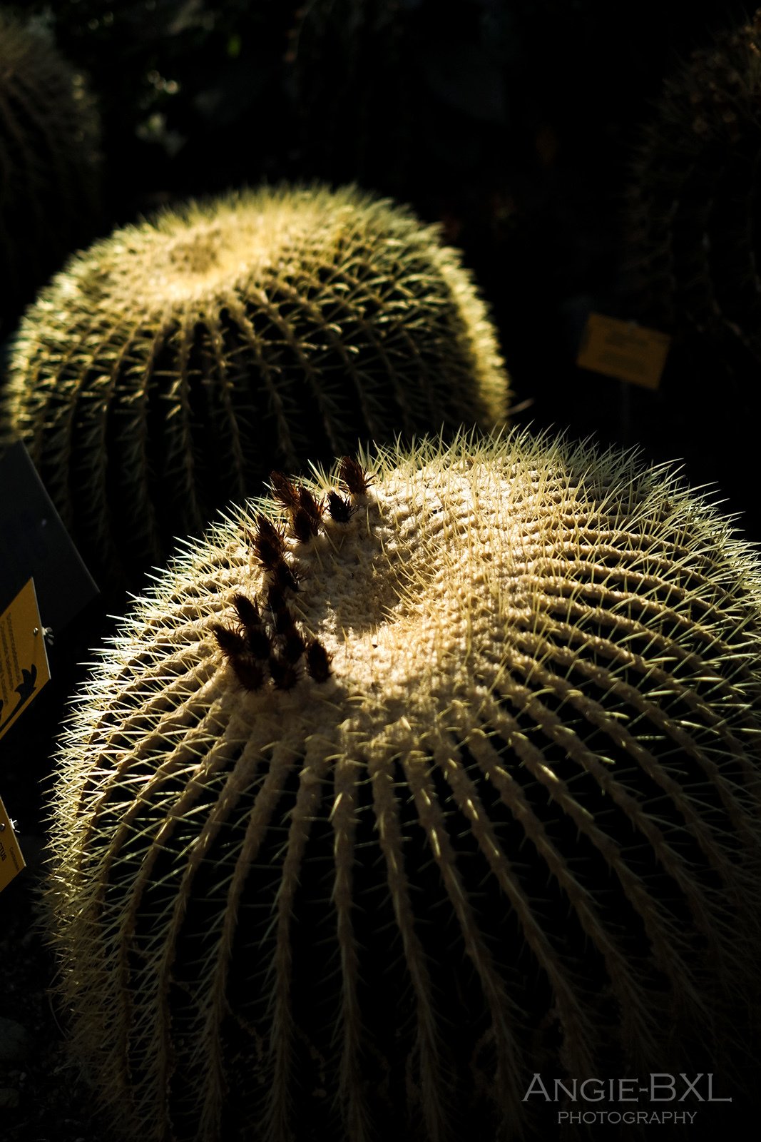 荒野の植物 ー 植物園の大温室より Angie Bxl Note 荒野の植物 ー 植物園の大温室より Angie Bxl Note