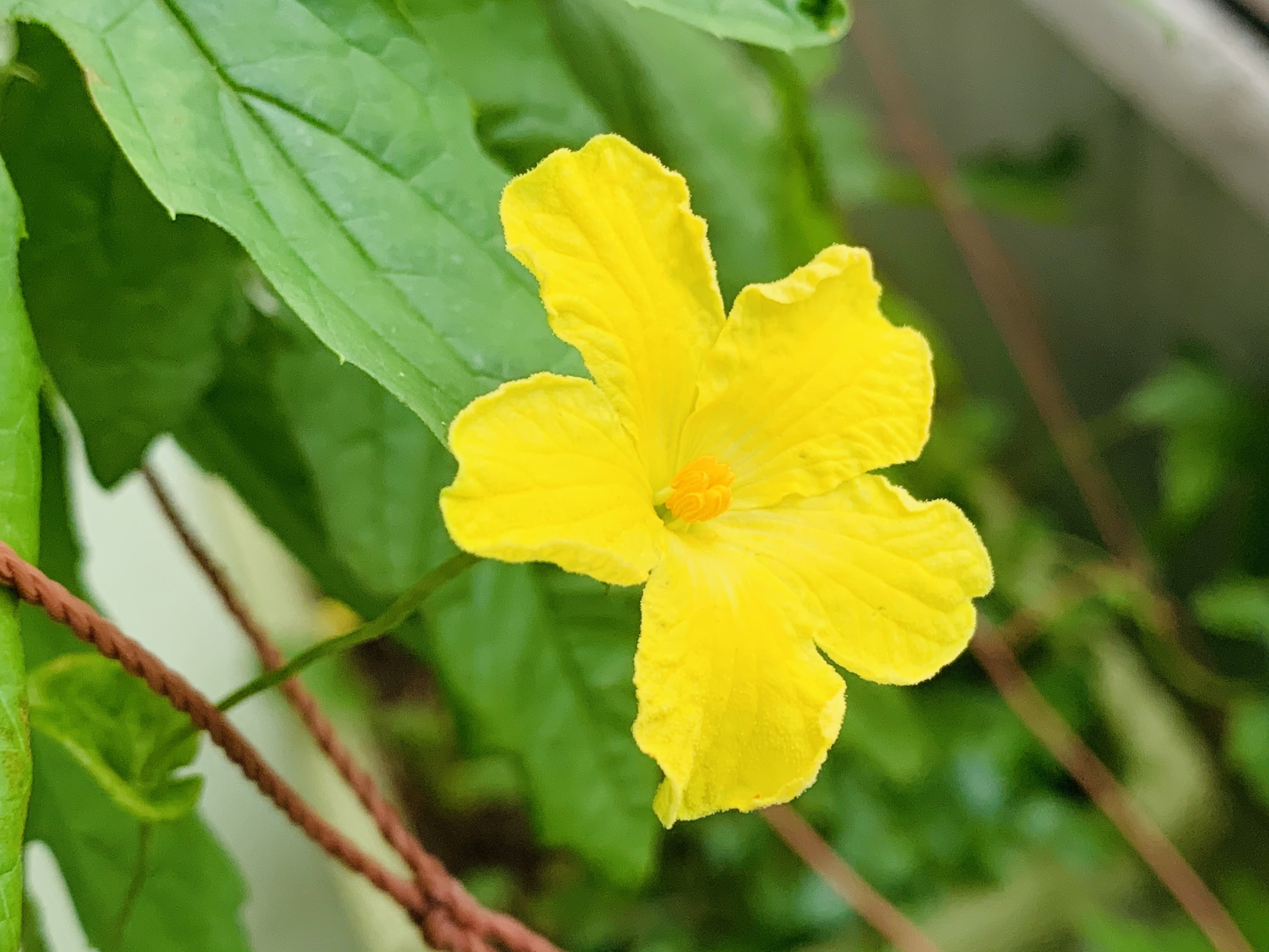 ゴーヤの花 21 04 15 ミーちゃん In Okinawa Note