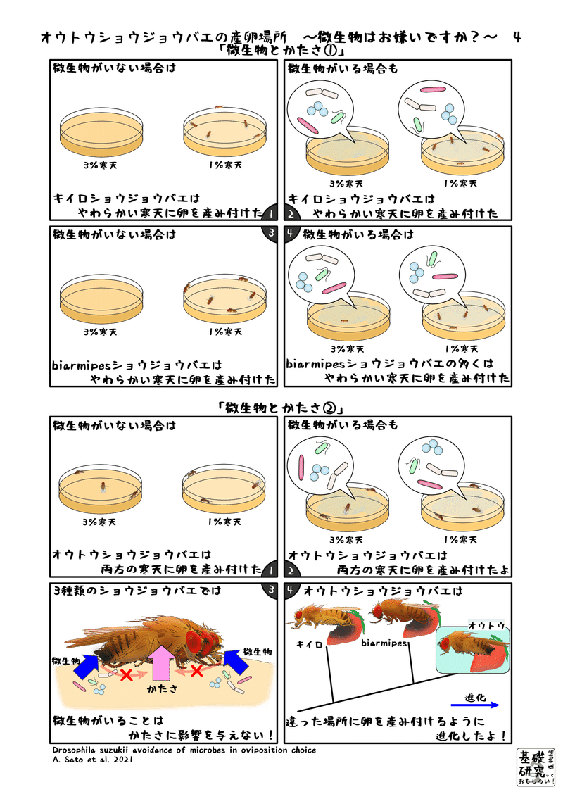 2021, ROYAL SOCIETY OPEN SCIENCE, Drosophila suzukii avoidance of microbes in oviposition choice, A. Sato et al. より4ページ目