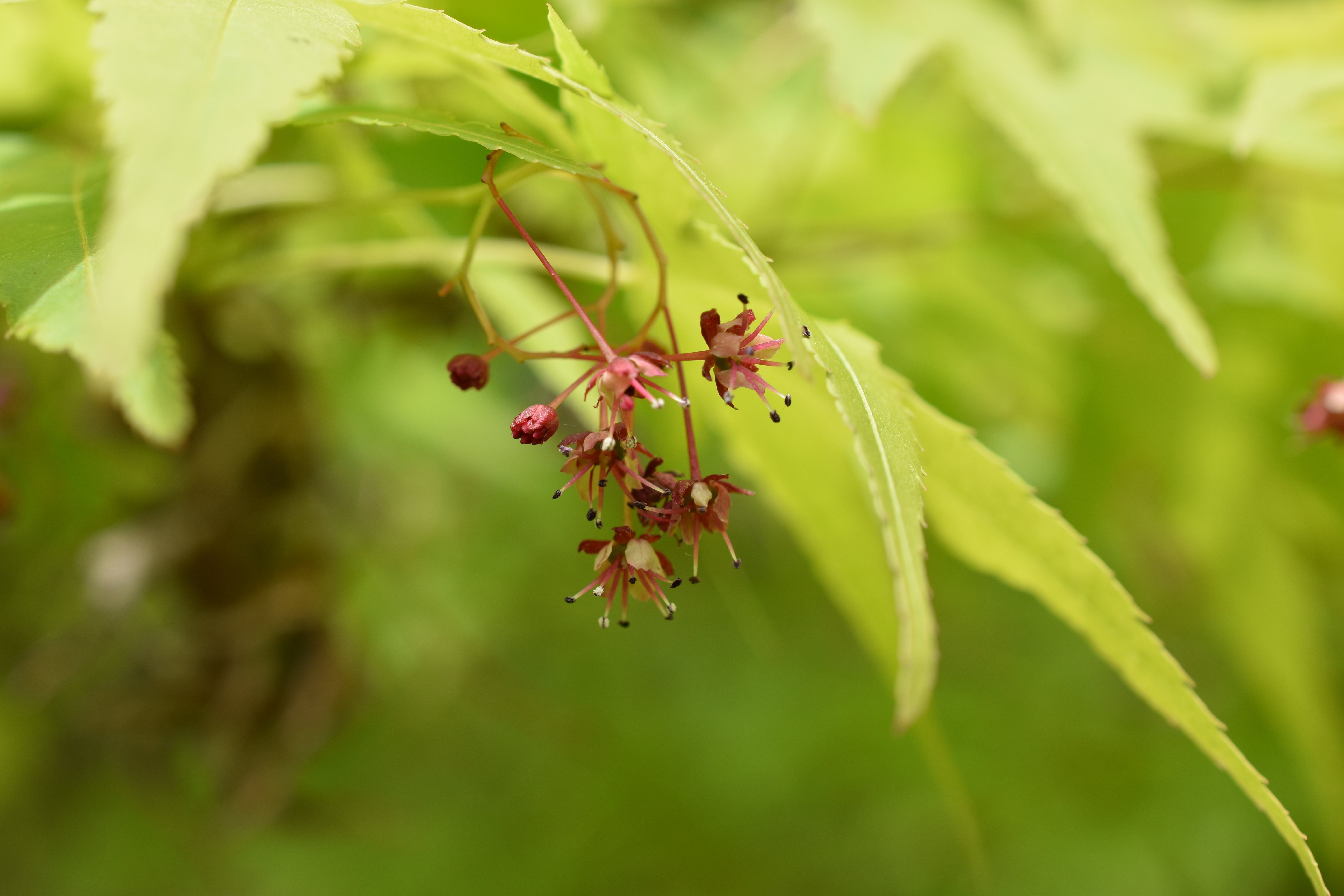 さて これはなんの花でしょう 里山暮らしの宝もの Note さて これはなんの花でしょう 里山暮らしの宝もの Note