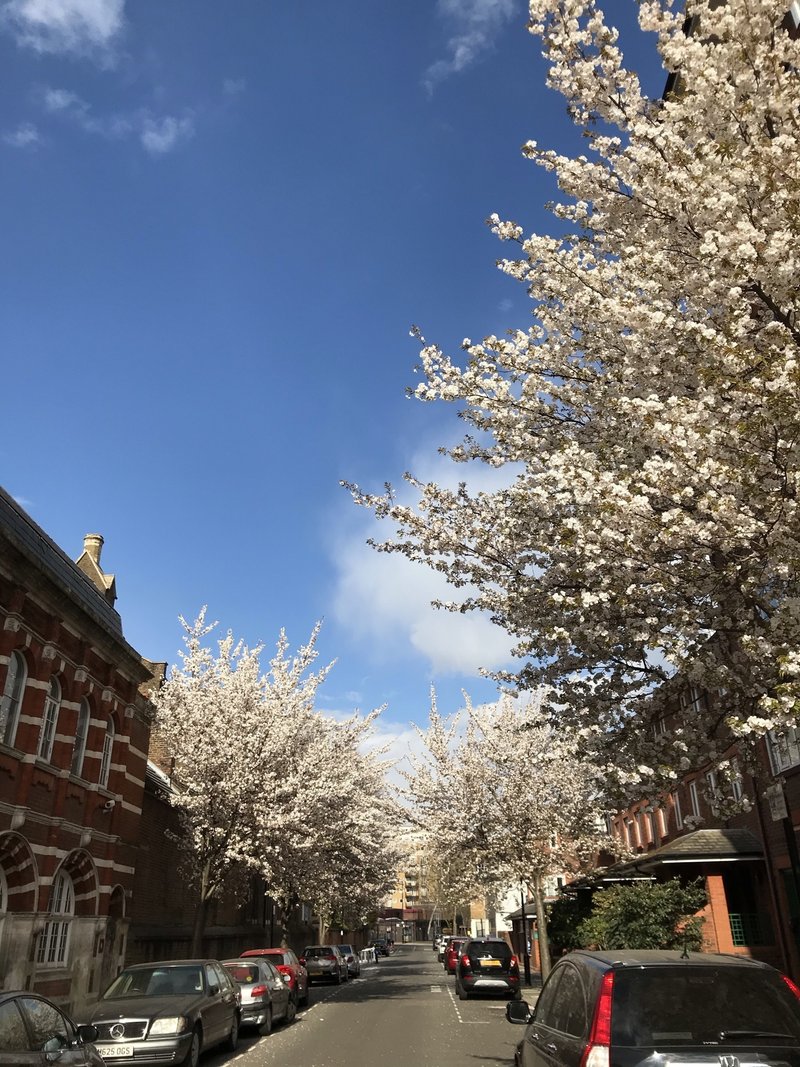 Broadley Terrace with Cherry Blossom next to Rossmore Hall Evangelical Church, London。近所ながら、気付いていなかったところがまだまだあるものですね、実は視野が狭い😆